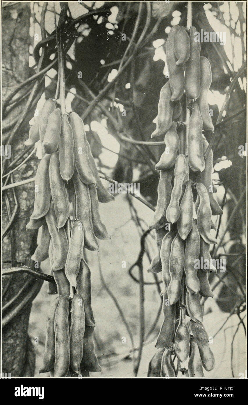 . Bulletin. Agriculture. Bui. 179, Bureau of Plant Industry, U. S. Dept. of Agriculture. PLATE VII.. Clusters of Green Pods of Mauritius Bean (Stizolobium aterrimum), S. P. I. No. 24922, Grown at Gainesville, Fla. (One-third natural size.). Please note that these images are extracted from scanned page images that may have been digitally enhanced for readability - coloration and appearance of these illustrations may not perfectly resemble the original work.. United States. Bureau of Plant Industry. Washington : G. P. O. Stock Photo