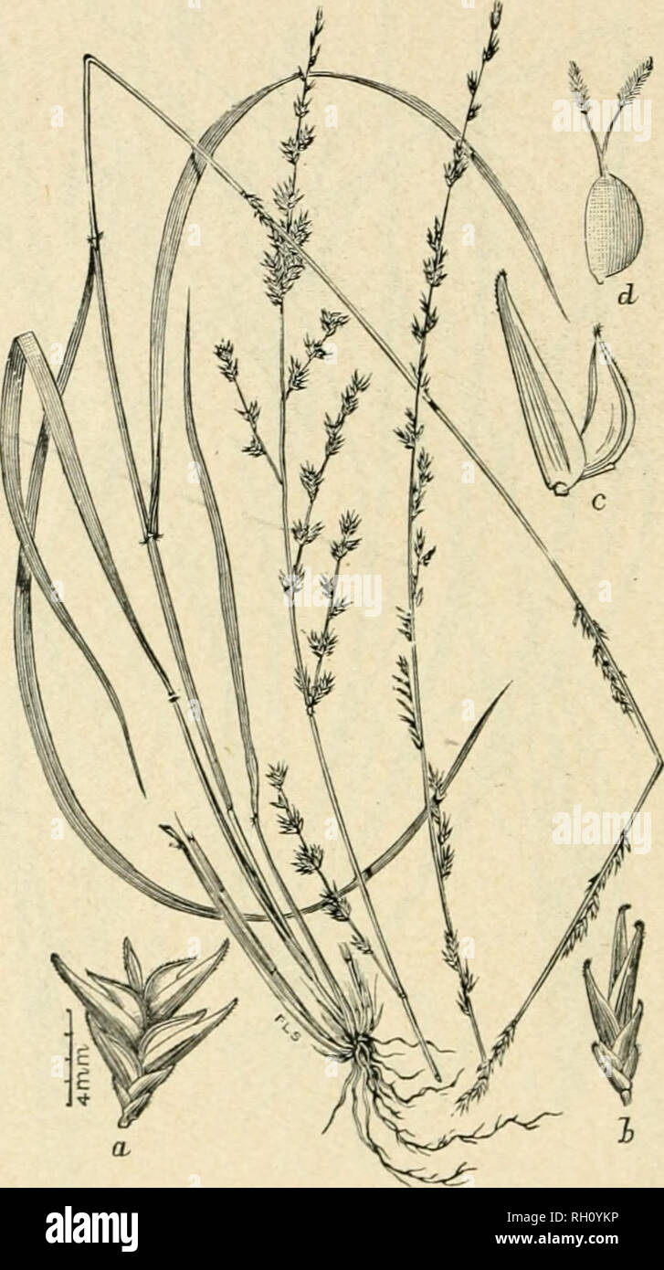. Bulletin. Gramineae -- United States; Forage plants -- United States. 234. Via. 530. Uniola longifolia Scribn. Bull. Ton-. I?ot. Clul. 21: 229. 18!&gt;4. L()X(;-i,E.iKi) SriKixiUA.ss.—A ratlier stout, peren- nial 6 to 12 dm. high, with long (the lower ouea 30 cm.), flat leaves, and narrow panicles 15 to 45 cm. long. Spikelets (a) 3- to 4-flow- ered, 7 to 8 mm. long, with 9- to ll-nerved tloweriug glumes, 3 5 to 5 mm. long. Lower slicath.s more or les.s pubescent.—In dry soil, low woods, and thickets, or in hummock laud, East Tennes- see to Florida, Texas, and Indian Territory. .Inne-Septemb Stock Photo