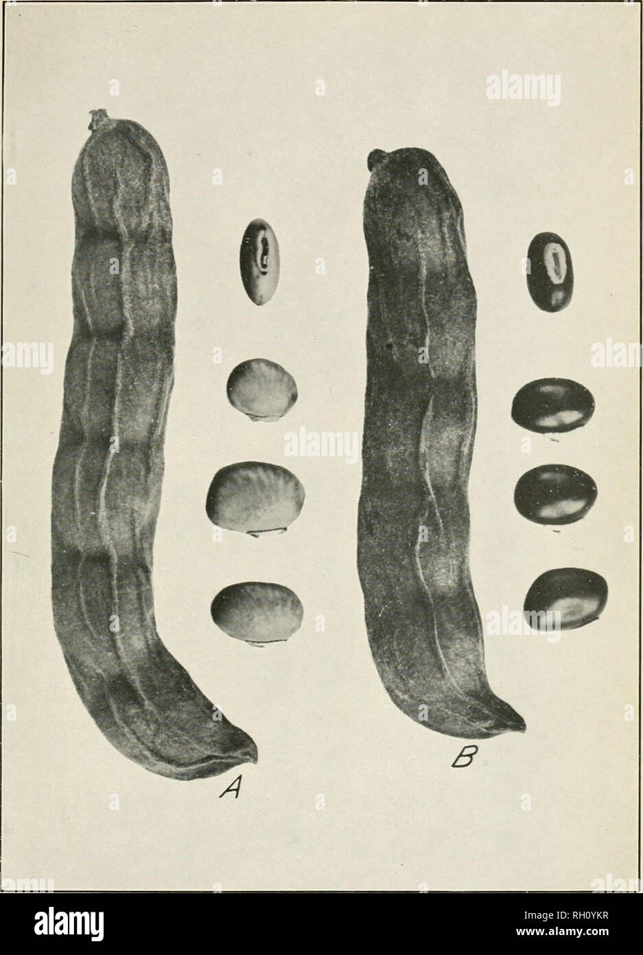 . Bulletin. Agriculture. Bui. 1 79, Bureau of Plant Industry, U. S. Dept. of Agriculture, Plate IV.. Mature Pods and Seeds of Stizolobium niveum and Stizolobium aterrimum. A, Pod and seeds of Stizolobium niveum, S. P. I. No. 19979. B, 1'od and seeds of Stizolobium aterrimum (seeds, shining black), S. P. I. No. 21300. (Natural size.). Please note that these images are extracted from scanned page images that may have been digitally enhanced for readability - coloration and appearance of these illustrations may not perfectly resemble the original work.. United States. Bureau of Plant Industry. Wa Stock Photo
