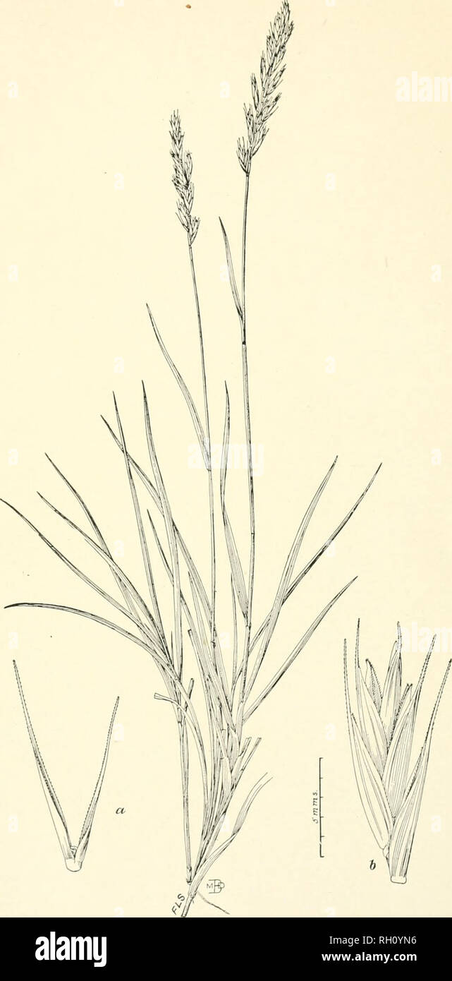 . Bulletin. Gramineae -- United States; Forage plants -- United States. Bui. 1 1, Div. of Agrostology. Plate XVII.. Elymus simplex Scribn. and Williams.. Please note that these images are extracted from scanned page images that may have been digitally enhanced for readability - coloration and appearance of these illustrations may not perfectly resemble the original work.. United States. Division of Agrostology. Washington, D. C. : The Division Stock Photo