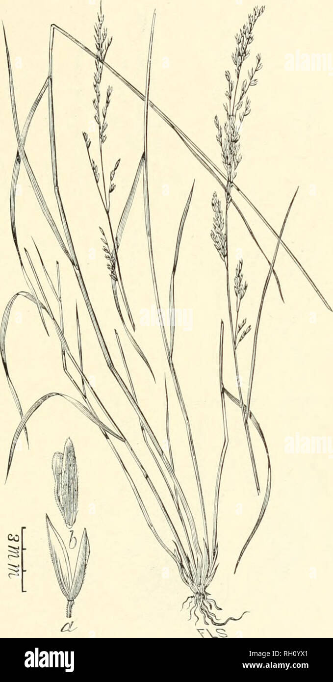 . Bulletin. Gramineae -- United States; Forage plants -- United States. 223. Fig. 519. Melica torreyana Scribn. Proc. Acad. Nat Sci. Phila. 1885:47. Turkey's Melic-grass.—A slender, leafy, cajspitose perennial 6 to 9 dm. bigh, witb flat leaves and more or less spread- ing panicles 12 to 20 cm. long. Spikelets usually 1-flowered, witb tbe rudiment of a second flower raised upon a long pedicel; empty glumes (a) as long as or exceeding tbe flowering glume, wbicb is minutely pubescent toward tbe apex.—California. May-Sep- tember.. Please note that these images are extracted from scanned page image Stock Photo