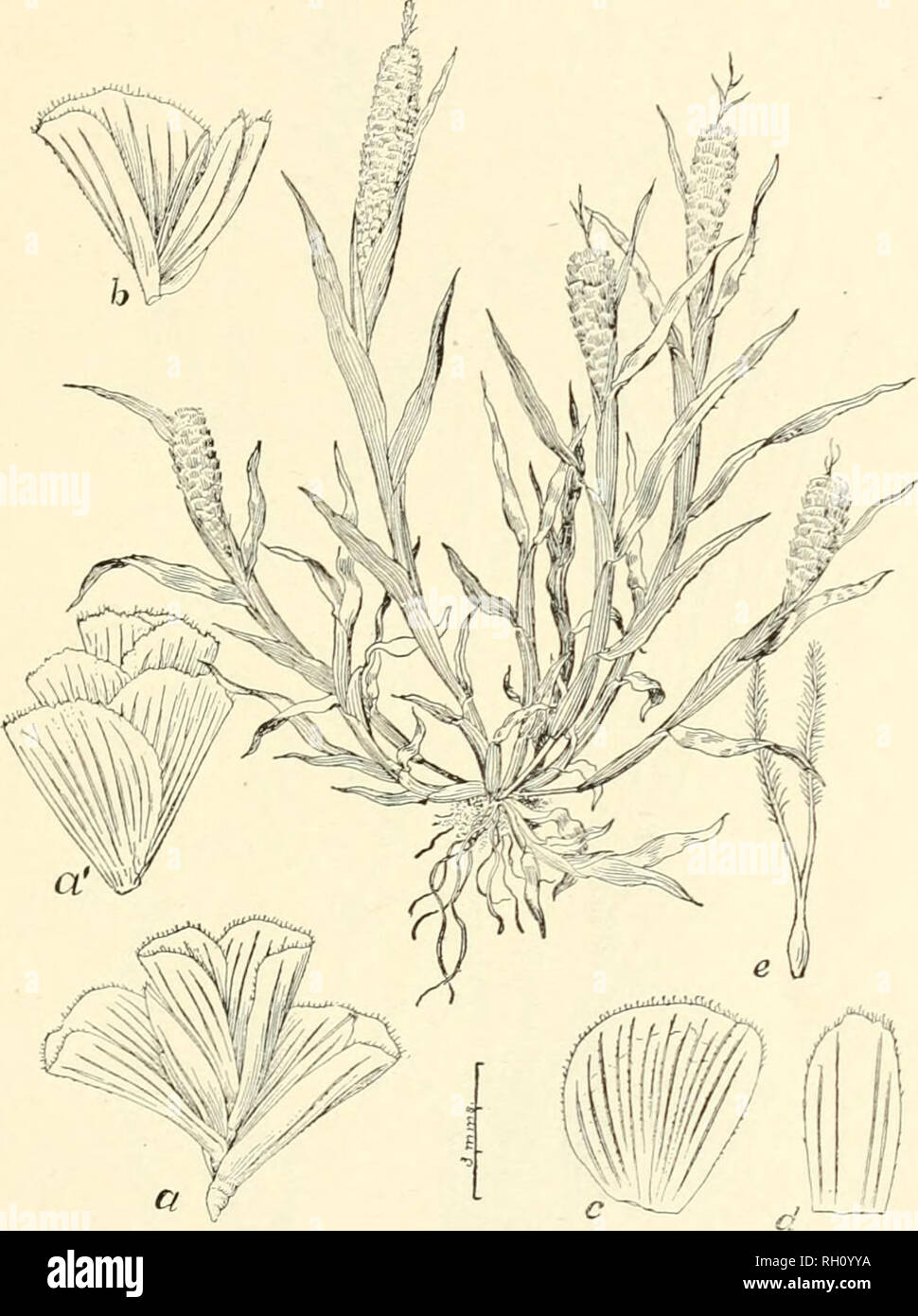 . Bulletin. Gramineae -- United States; Forage plants -- United States. 221. Fig. 517. Anthochloa colusaua (Davy), Scribuer, u. comb. {Stapfm colusana Davy, Eryth. 6:110. 1898; Neostapfia colusana Davy, Eryth. 7:43. 1899.)—A densely ca&gt;spitose, spreading or ascending, glabrous annual (?) with loose sheaths, rather short, flat leaves, and densely flowered, oblong or cylindrical, spike-like panicles 3 to 7 cm. long. Spikelets (a) usually 3- to 5-flowered, 6 to 7 mm. long, with verj' broad, flabelliform, ciliate-fringed flow- ering glumes (c) about 5 mm. long. Lower empty glumes, when present, Stock Photo