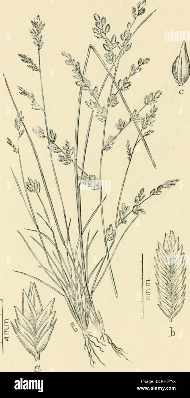 . Bulletin. Gramineae -- United States; Forage plants -- United States. 220. Fig. 516. Eragrostis secundiflora Presl, Keliq. Haenk. 1:27(5. 1830. {Erafjrontis ojylejns Torr.; Voa inierrupta Nutt. not Lam.) PuiU'LK LoVE-CKASS.—A Smooth iiereunial 1.5 to 9 dm. bigb, with rather rigid, uarrow leaves and contracted or o^ten panicles 'A to 12 cm. long. Spikelets (a, h) crowded, strongly compressed, 8- to 40-flowered, 6 to 20 mm. long, with acute glumes.—Dry soil, Florida, Alahama and wcstwanl to Kansas, Indian Territory, Texas, and (.'alifornia. [Mexico and Central America.] .Iiily- Novembcr.. Plea Stock Photo
