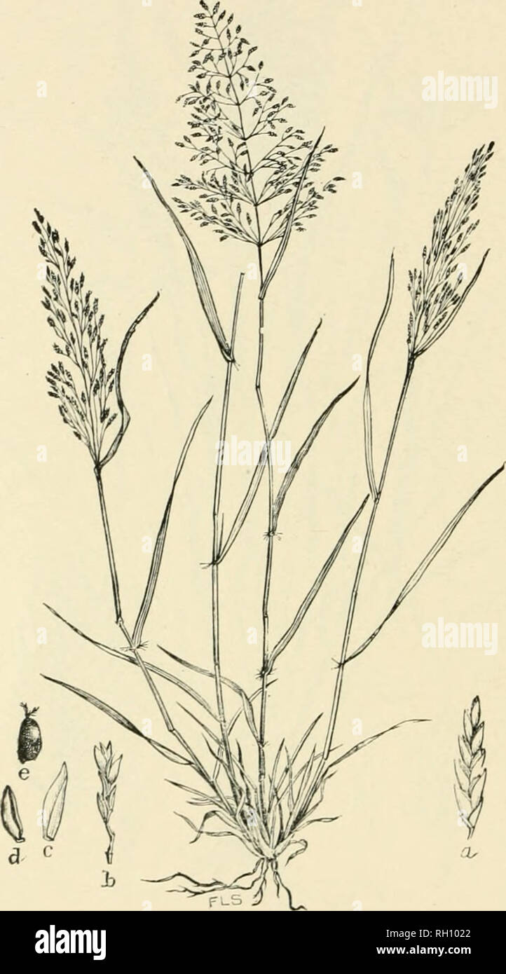 . Bulletin. Gramineae -- United States; Forage plants -- United States. 216. Fig. 512. Eragiostis pilosa (Linn.) IJeauv. Agrost. 162. 1812. {Poa pilona L. Sp. PI. 68.) Slexder Meadow-grass.—A slcuder, branchin&lt;j annual 1.5 to 4.5 dm. high, with narrow, flat leaf-blades and open, capillary panicles of small, appressed, 5-to 12-flowered spikelets (a) 3 to 6 mm. long.—In cultivated fields, roadsides, and sandy shores, Massachusetts to Illinois and Kansas, south to Flor- ida, Texas, and Arizona. [Widely distributed in tropical and warm temj)erate countries.] June-September.. Please note that th Stock Photo