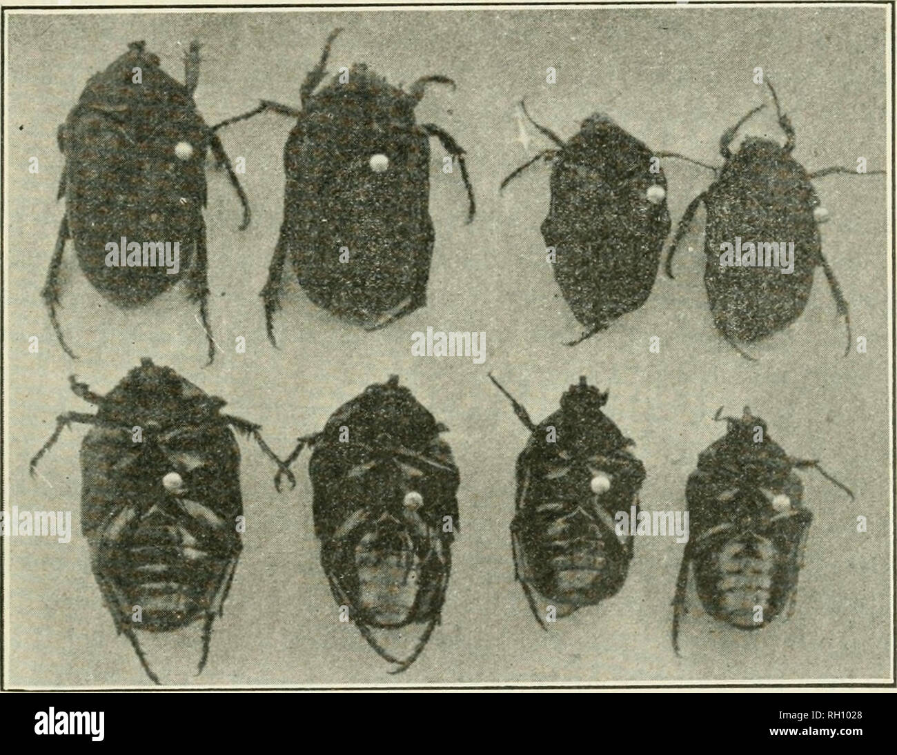 Fig wasps hires stock photography and images Alamy