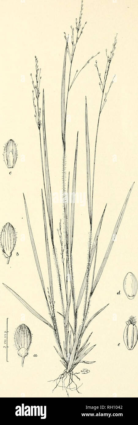 . Bulletin. Gramineae -- United States; Forage plants -- United States. Bui. 1 1, Div. of Agrostology. Plate I.. Panicum linearifolium Scribn.. Please note that these images are extracted from scanned page images that may have been digitally enhanced for readability - coloration and appearance of these illustrations may not perfectly resemble the original work.. United States. Division of Agrostology. Washington, D. C. : The Division Stock Photo