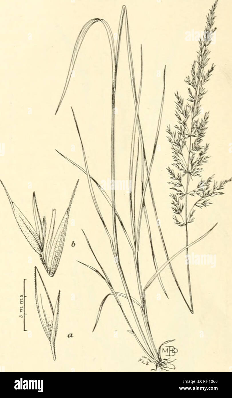 . Bulletin. Gramineae -- United States; Forage plants -- United States. 51 second S-nerved witli transverse veins. Apex irregularly toothed, the teeth sometimes short awn-pointed. Glumes of the female tloret 4 mm. long, reach- ing the base of the first stamiuate floret, terminating in a slender awn, 10 to 12 mm. in length. Staminate floret about 3 mm. long. Wet mountain canyons near Cuernavaca, State of Morelos, Mexico (No. 7774, C. G. Pringle, November 0, 1896), altitude 1,900 meters. In habit this species resembles Zeugites me.ricana Trin.. but is at once distinguished by its broader leaves, Stock Photo