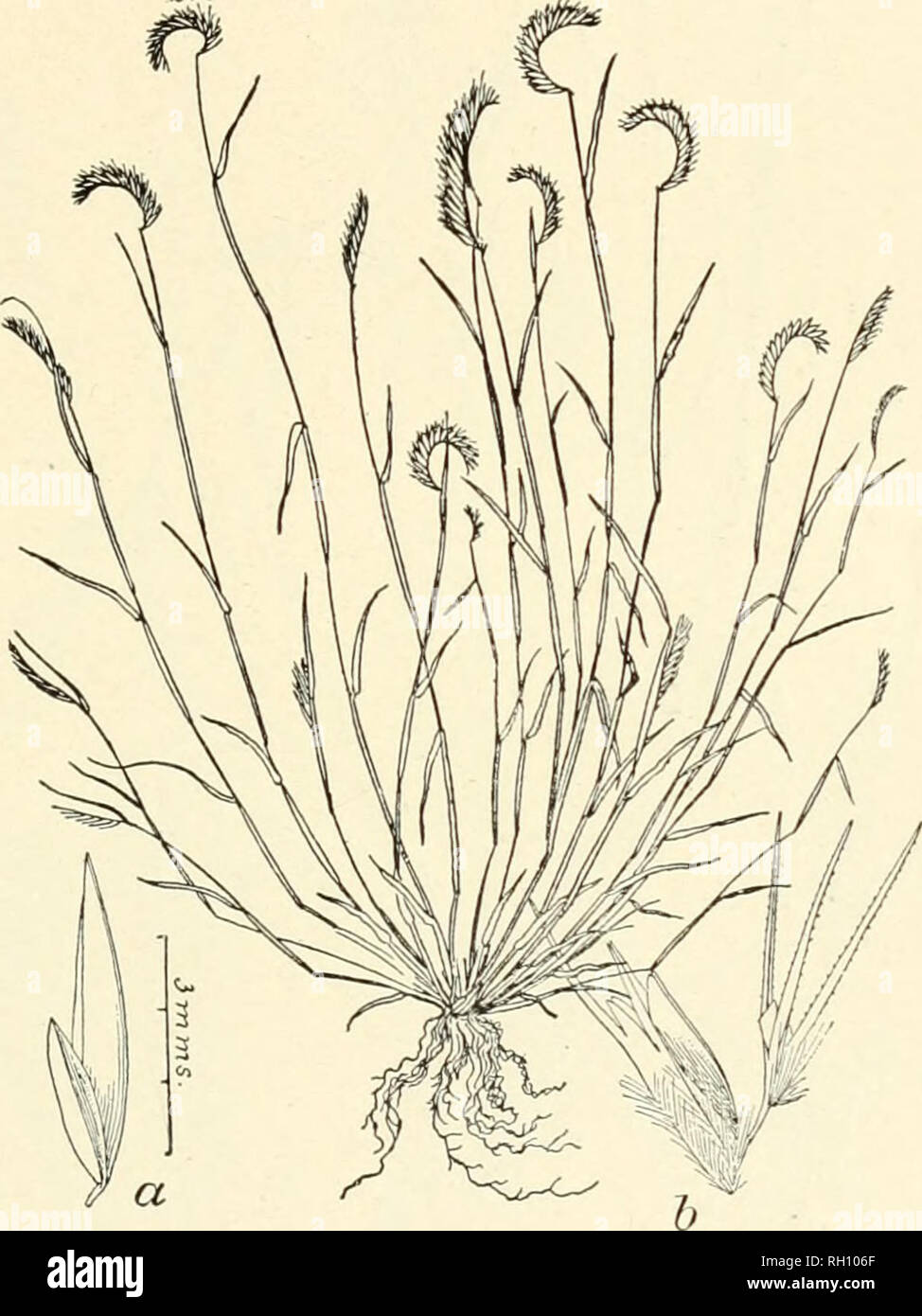 . Bulletin. Gramineae -- United States; Forage plants -- United States. 205. Fig. 501. Bouteloua piostrata Lag. Varied. Cienc. 2^ : 141. 1805. Tufted Gra^nia.—A 8len&lt;ler, tufted annual, 1 to 2 dm. high, with short, narrow leaves and solitary, curved, terminal spikes 1.5 to 2 cm. long. Spikelets witli very unequal, glabrous empty glumes (a), the second about 4 mm. long, and broadly oblong, 3-lobed and 3-awned flowering glumes which are pubescent on the back below.—Common on bottom lauds, New Mexico, Colo- rado, and (?) Arizona. [Mexico.] June-October.. Please note that these images are extra Stock Photo