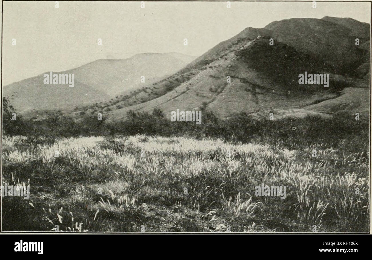 . Bulletin. Agriculture. Fig. 1.—Live-oak Belt, Upper Foothills. Eastern Slope of Huachuca Moun- tains, First of July, 1903, Before the Rainy Season Began; Last Year's Crop of Grass all Eaten off.. Fig. 2.—Upper Foothills, Northern Slope, Santa Rita Mountains, Just Below THE Oak Belt, Showing Panicum machnanthum. Grama, and Mesquite at the Close of the Rainy Season. CONTRAST BETWEEN DRY AND WET SEASONS IN FOOTHILLS RANGE.. Please note that these images are extracted from scanned page images that may have been digitally enhanced for readability - coloration and appearance of these illustrations Stock Photo