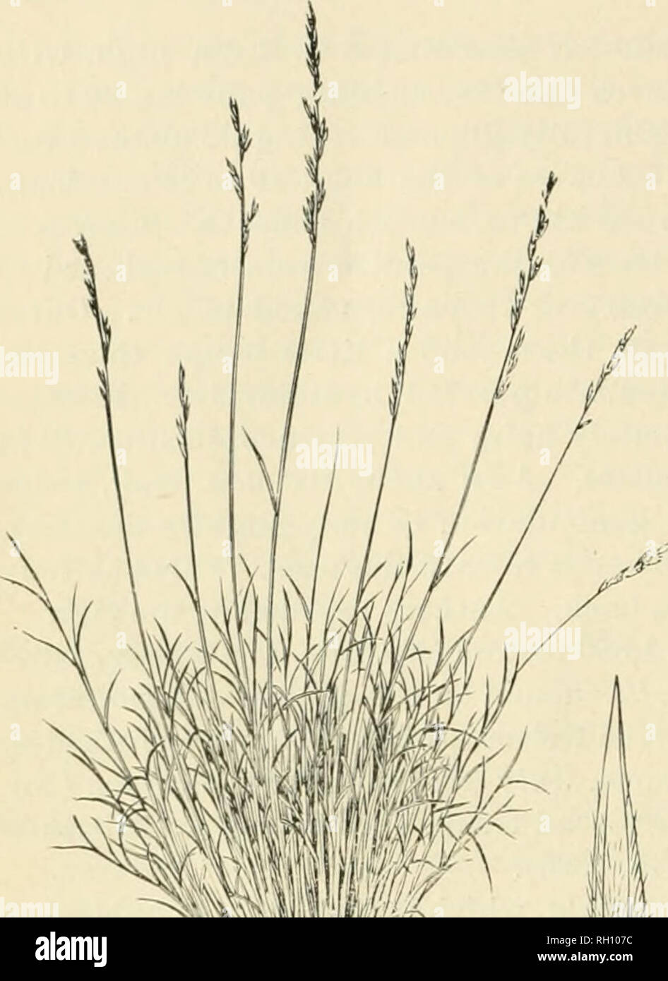 . Bulletin. Gramineae -- United States; Forage plants -- United States. 48 SPOROBOLUS PALMERI Scribn., sp.ii. (PI. V.) A deusely ca'spitose. ,i;laucous perennial, 3 to 5 dm. bigli, with narrow, spreading leaves and diffuse panicles 20 to 30 cm. long. Sheaths smooth, striate, crowded below, bearded at the throat. Ligule a short, dense fringe of hairs. Leaf-blades 5 to 10 or 12 cm. long, 2 to 4 mm. wide, rather rigid, very sharp-pointed, strongly involute when dry and more or less ilexuous, smooth and glaucous, especially on the upper surface the wliolc plant more or less glaucous. Panicle-branc Stock Photo