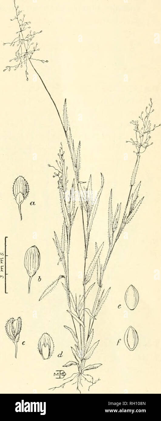 Bulletin. Gramineae -- United States; Forage plants -- United