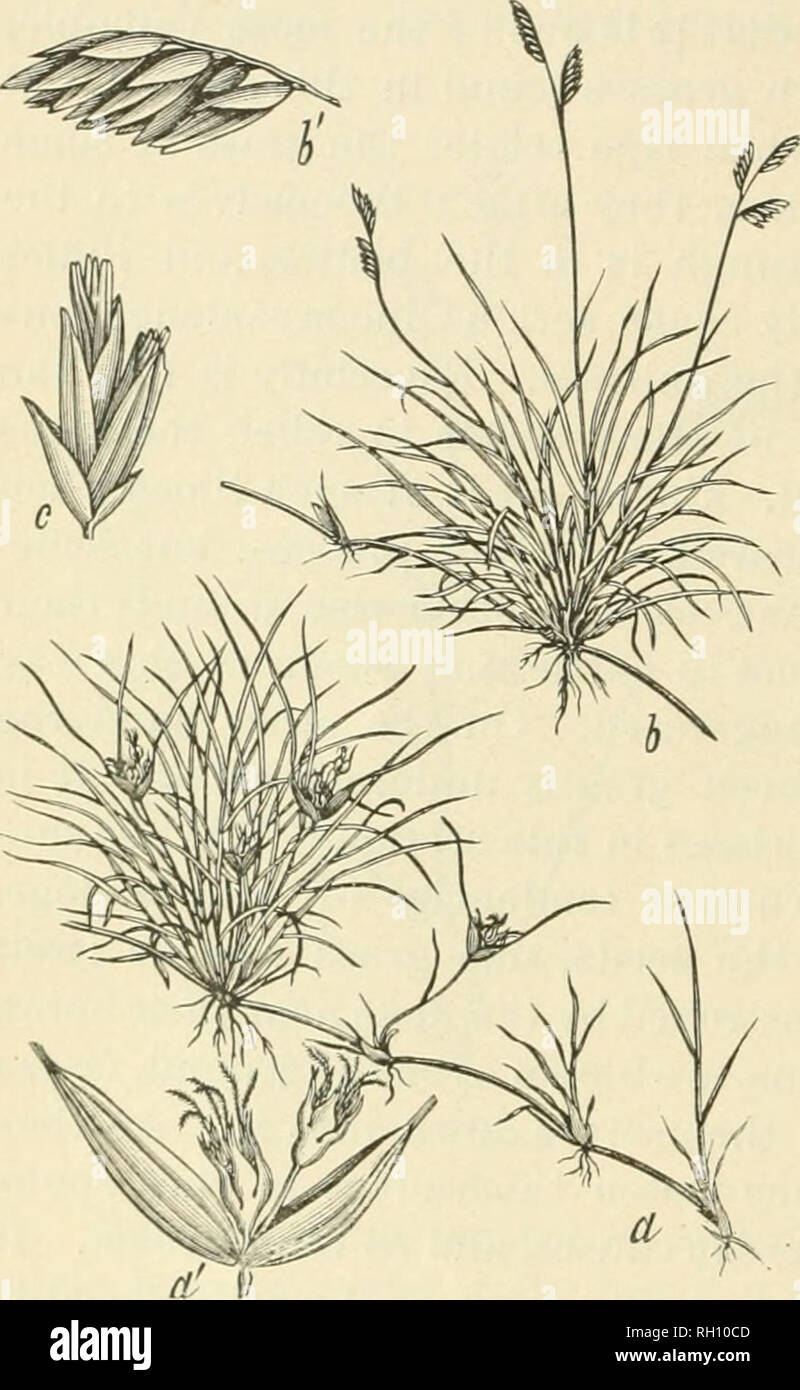 . Bulletin. Gramineae -- United States; Forage plants -- United States. 24 safely, as being quite as fattening as the curly mesquite. After the seeds are shed there is no better grass on the range. It has the habit of the curly mesquite of curing on the roots. No matter how dry it may look to be, after a warm rain it will green out to the end of its blades and stems. Some say that horses and cattle will not eat it after it has shed its seed and has dried out. This, however, is a mistake. To satisfy himself on this point the writer has been on the range with a view especially to ascertain the f Stock Photo