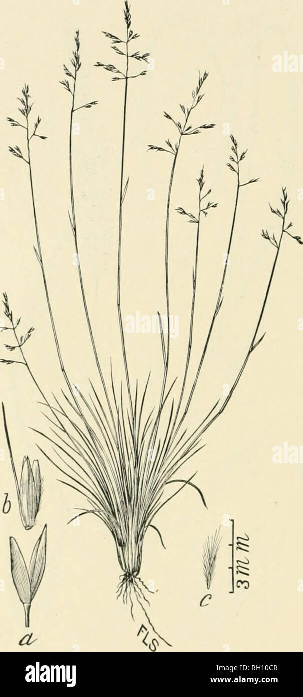 . Bulletin. Gramineae -- United States; Forage plants -- United States. 190. Fig. 486. Calamagrostis breweri Tliui b. iu Brovrer &amp; S. Wats. Bot. Calif. 2 : 2S0. 1880. Bhewkk's Reed-grass.—A sleuder, densely tufted perennial, 1.5 to 4 dm. liijib, with numerous, seta- ceously involute, basal loaves, short eulni leaves and open, few- flowered panicles 2 to 6 cm. long. Spikclets with nearly equal glumes wliich are 3 to 4 mm. long, the 4-tootbed flowering glume with a small tuft of very short hairs on each side at the base and an exscrted straight awn.—Mountains of California. July, August.. Pl Stock Photo