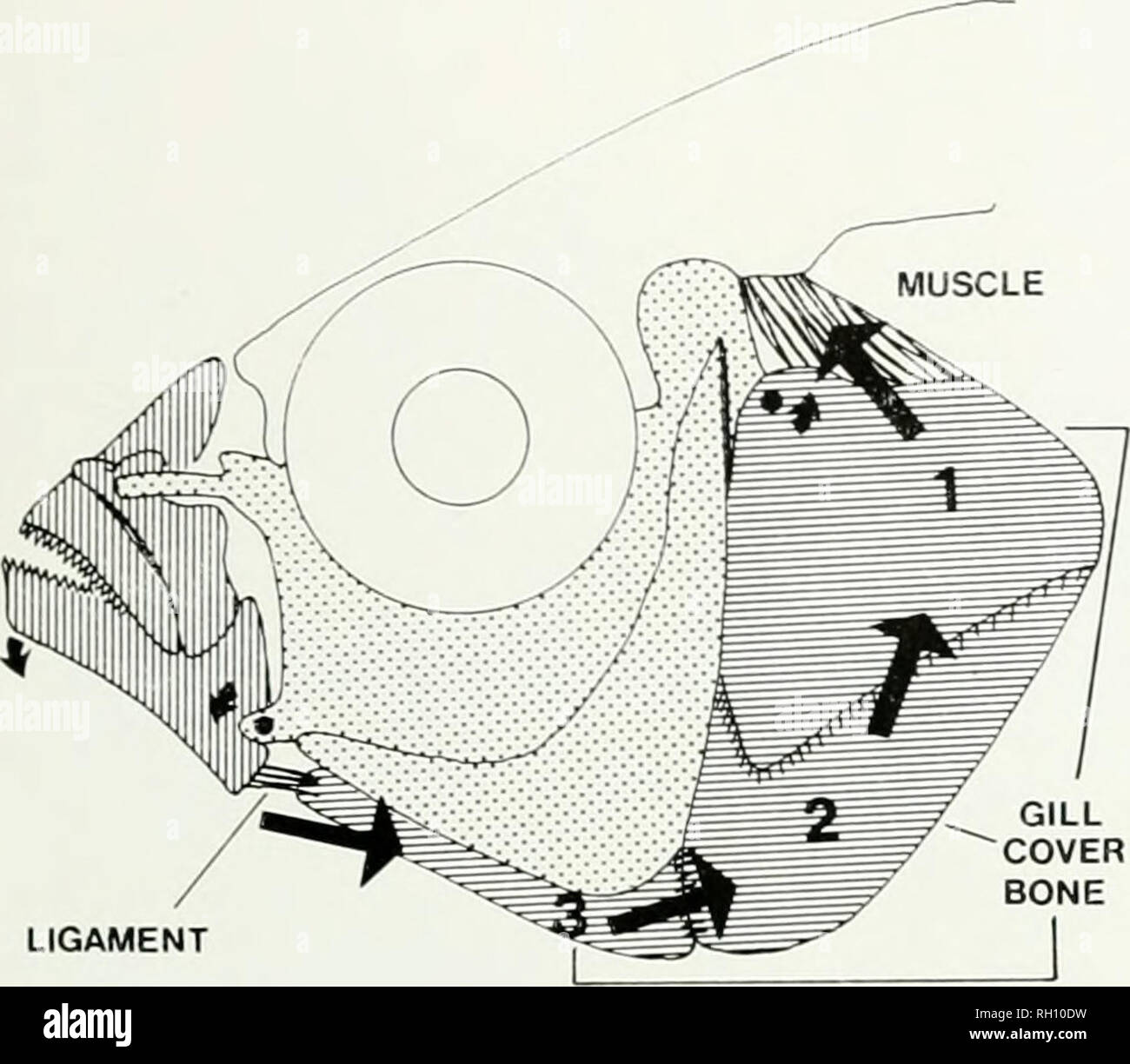 . Bulletin. Natural history; Science. Left, scanning electron