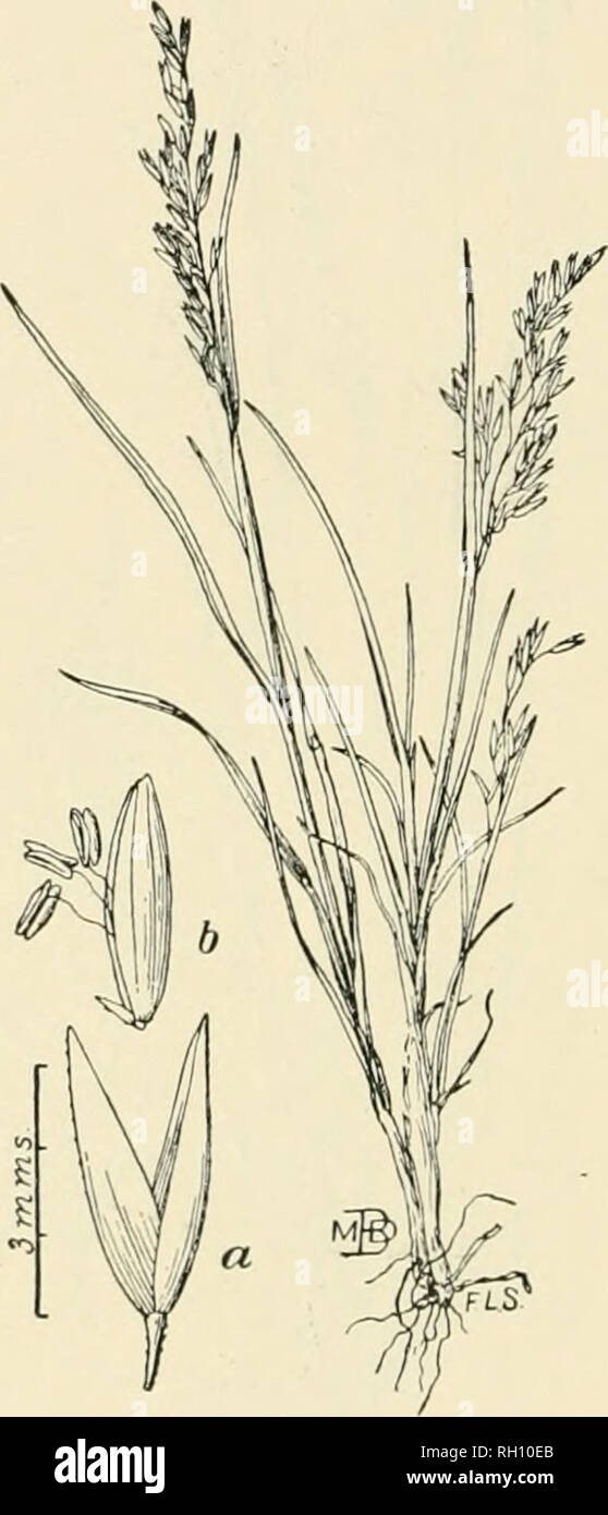 . Bulletin. Gramineae -- United States; Forage plants -- United States. 186. Fig. 482. Agrostis paludosa Sfirilm. U. S. Dept. Agr., Div. Agios., Bull. 11: 49. fig. 7, 1898. Marsh Bent.—A low, densely cii-spitose perennial 1 to 1..5 cm. high, with soft, narrow leaves, and narrow, ratlur densely flowered panicles 3 to 5 cm. long. Spikelets abont 3 mm. long, with ovate-lanceolate, acute empty glnmcs (a), which are a little longer than the broadly obtuse and minutely scabrous dowering glume (''). Palea 0..&quot;) mm. long.— Labrador. August, September.. Please note that these images are extracted  Stock Photo
