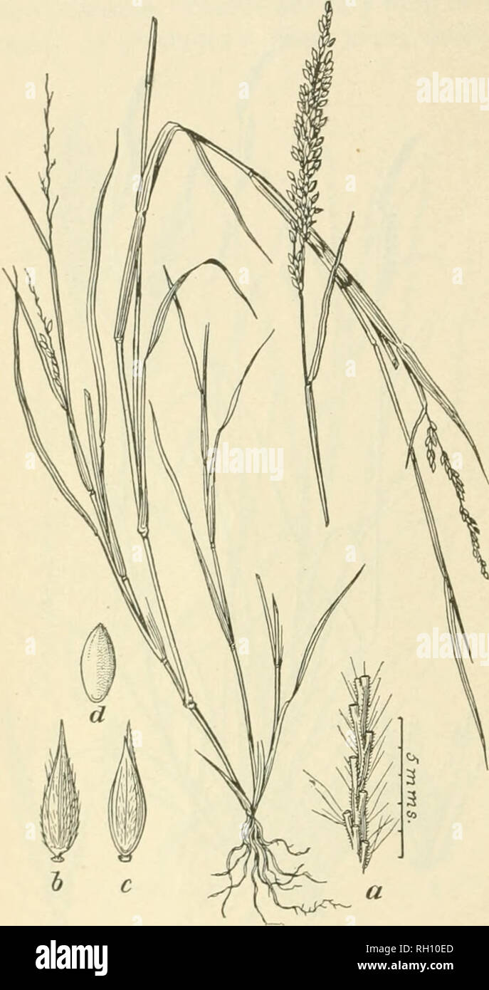 . Bulletin. Gramineae -- United States; Forage plants -- United States. 14 using it to advantage to strengthen their dams and the banks of their water tanks. &quot;Wild Rye (EJymus canadensis) grows in nearly every neighborhood. It is to be fonnd occasionally on the uplands, but is more common in the valleys. Stockmen say that, when it is young and green, stock of all kinds is fond of it. They think it will make good hay. It is one of the most ijromising of the native hay grasses. Everlasting Grass [Erio- cliloa punctata) (fig. 3).—This grass was found in Shackel- ford County in a stubble fiel Stock Photo