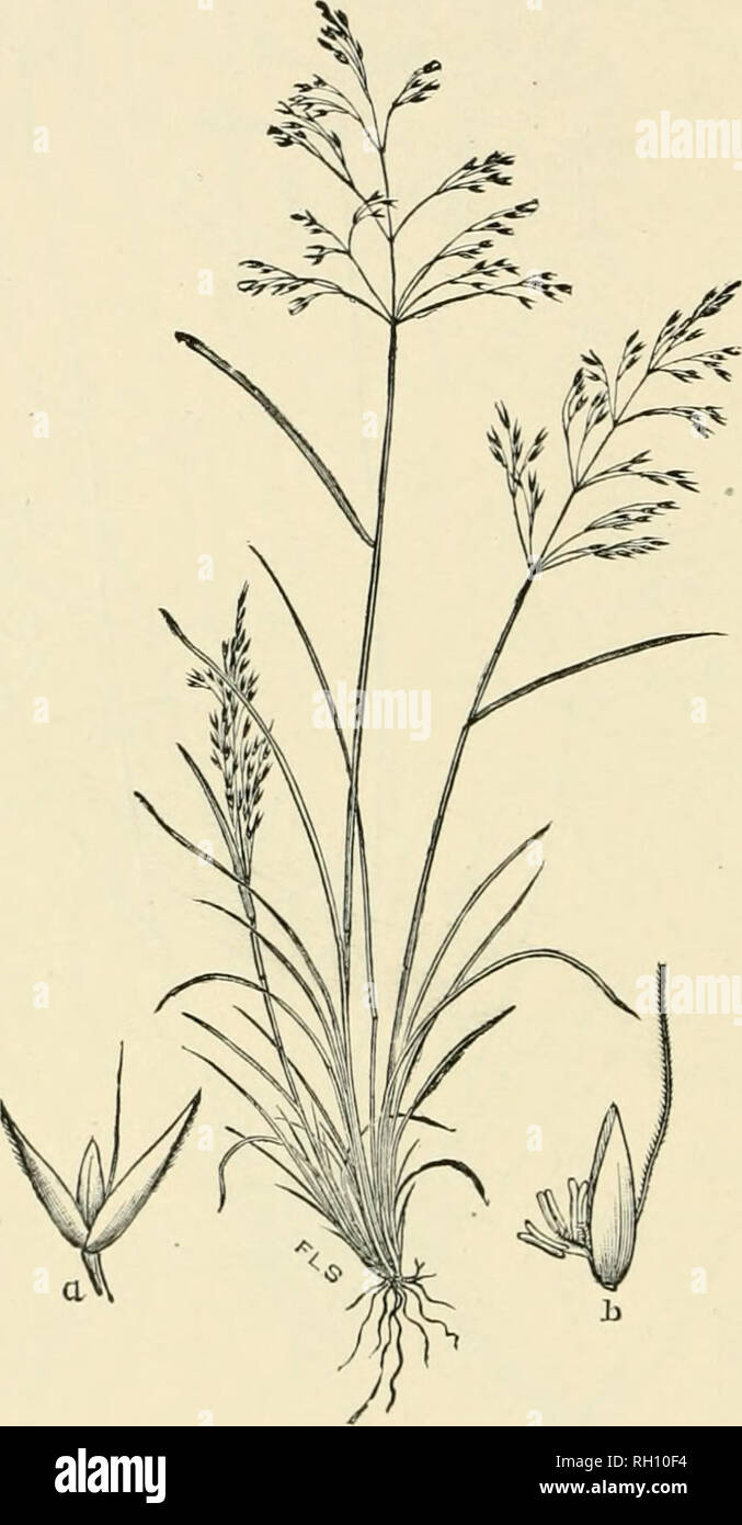 . Bulletin. Gramineae -- United States; Forage plants -- United States. 184. Fig. 480. Agrostis rubra Linn. Sp. PI. 02. (A. rujiesirix Chapiii. not All). llvA) Bent.—A tufted, iili)ine perennial 1.5 to 4 dm. Ligh, with narrow, flat leaves, open, capillary panicles 5 to 10 cm. long, and awued spikelets («) 2.5 to 3 mm. long.—High moun- tains, Vermont and New Hampshire to North Carolina and Col- orado; also in Labrador and Newfoundhuul. [Euroitc] .July- August.. Please note that these images are extracted from scanned page images that may have been digitally enhanced for readability - coloration Stock Photo