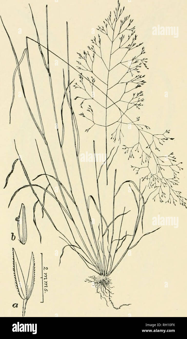 . Bulletin. Gramineae -- United States; Forage plants -- United States. 182. &quot;» Fig. 478. Agrostis perennans (Walt.) Tudcerm. Am. Joiirn. Sci. 45:44. 1813. {Cor)iiic(&gt;}&gt;i&lt;r])ercini(tiis'at.nSS.) rEiiENNiAi, Bent or Tiiix Grass.—A slender, sp;iiiii,uly branched, leafy per- ennial, with weak, ascending culms 3 to 7.5 dm. long, and dilVuse, capillary panicles 8 to 16 cm. lon.t,'. Spikelets 1..&quot;) to 2 mm. long, with acute empty glumes (a), which are a little longer than th.' glabrous flowering glume (&amp;).—Damp, shaded places, Maine to Minnesota and Nebraska, southward to S Stock Photo