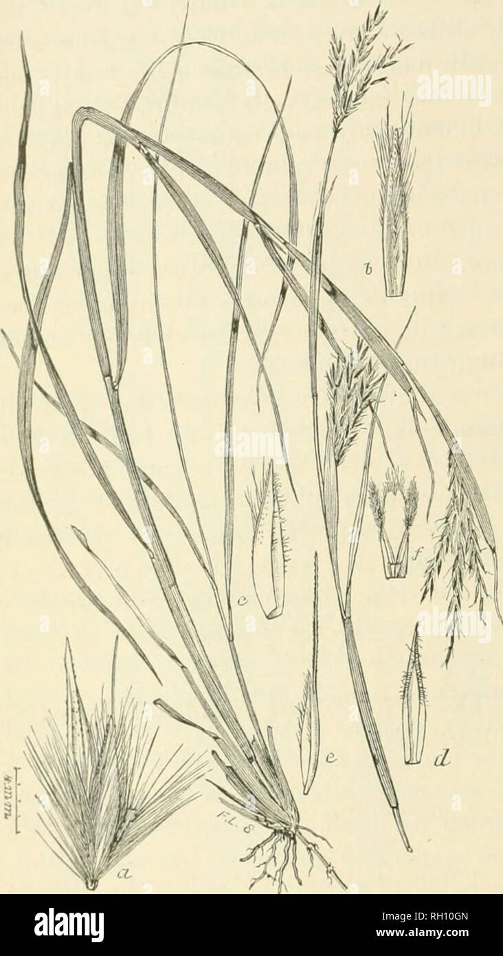 . Bulletin. Gramineae -- United States; Forage plants -- United States. 34 Triple-awned Beard-grass {Aristida faseicidata Torrey) grows in dry places between Oma&quot;ba and Lincoln, Xebr., bnt west of Lin- coln it becomes very common. This grass is of valne only when young, as the stems and leaves soon become wiry and harsh. Though not considered of much value on the plains, it is not with- out merit in the foothills. It grows in small bunches, having num- erous fine leaves. Turkey-foot-grass [Andropoijon haUii Hack.) (fig. 12) was observed only in the sandhill region of western Nebraska. Her Stock Photo