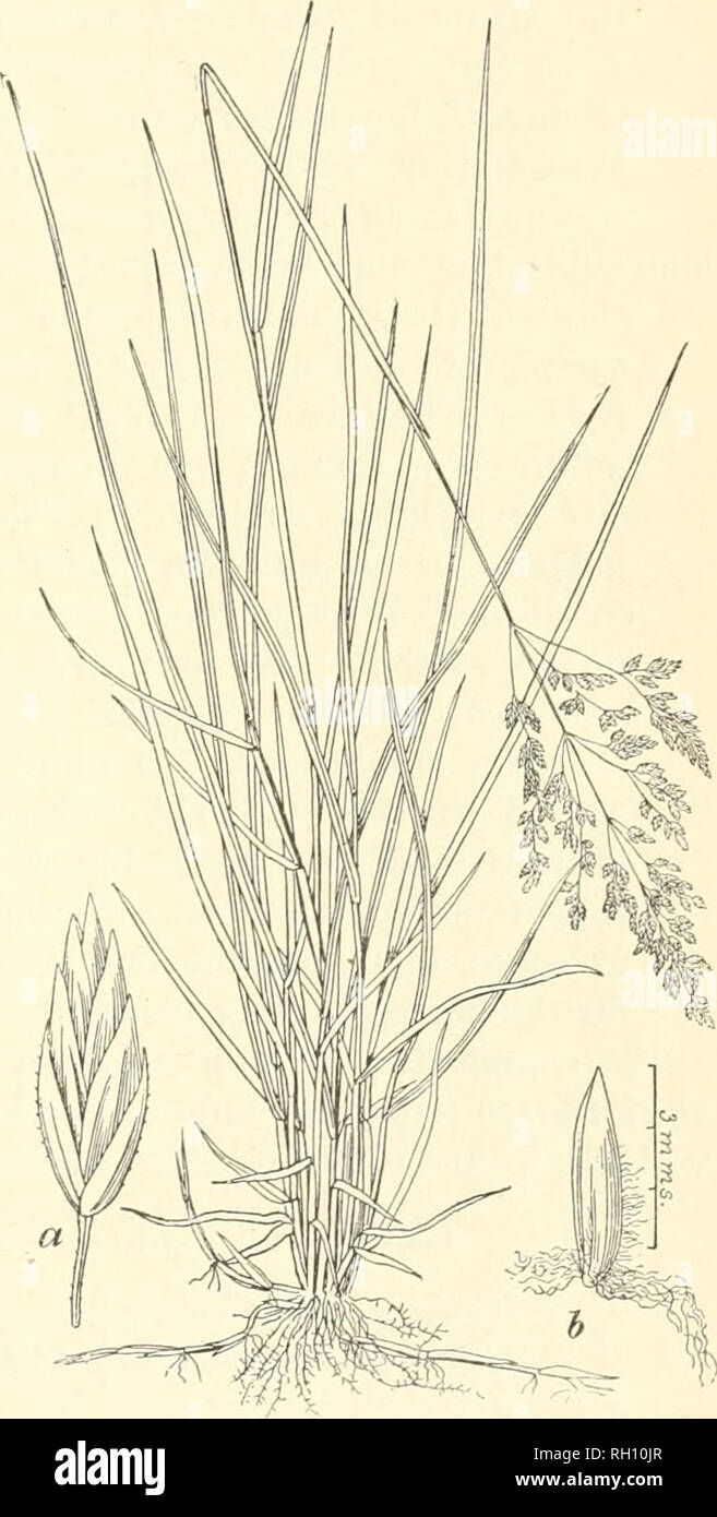 . Bulletin. Gramineae -- United States; Forage plants -- United States. 25 Hmigarian or Smooth Brome (Bromus inermis Leyss.) (Qg. G) with- stands drouglit and cold, and is perfectly adapted to conditions existing in Iowa. It makes excellent growth and more nearly reaches the ideal of a farmer's grass than any other sort intro- duced in recent years. Under favorable conditions two crops can be cut in a single season, and the aftermath is excellent. Hunga- rian Brome commends itself to the farmers of central and western Iowa. This is the Eussian grass or Russian Brome- grass of some writers. Ken Stock Photo