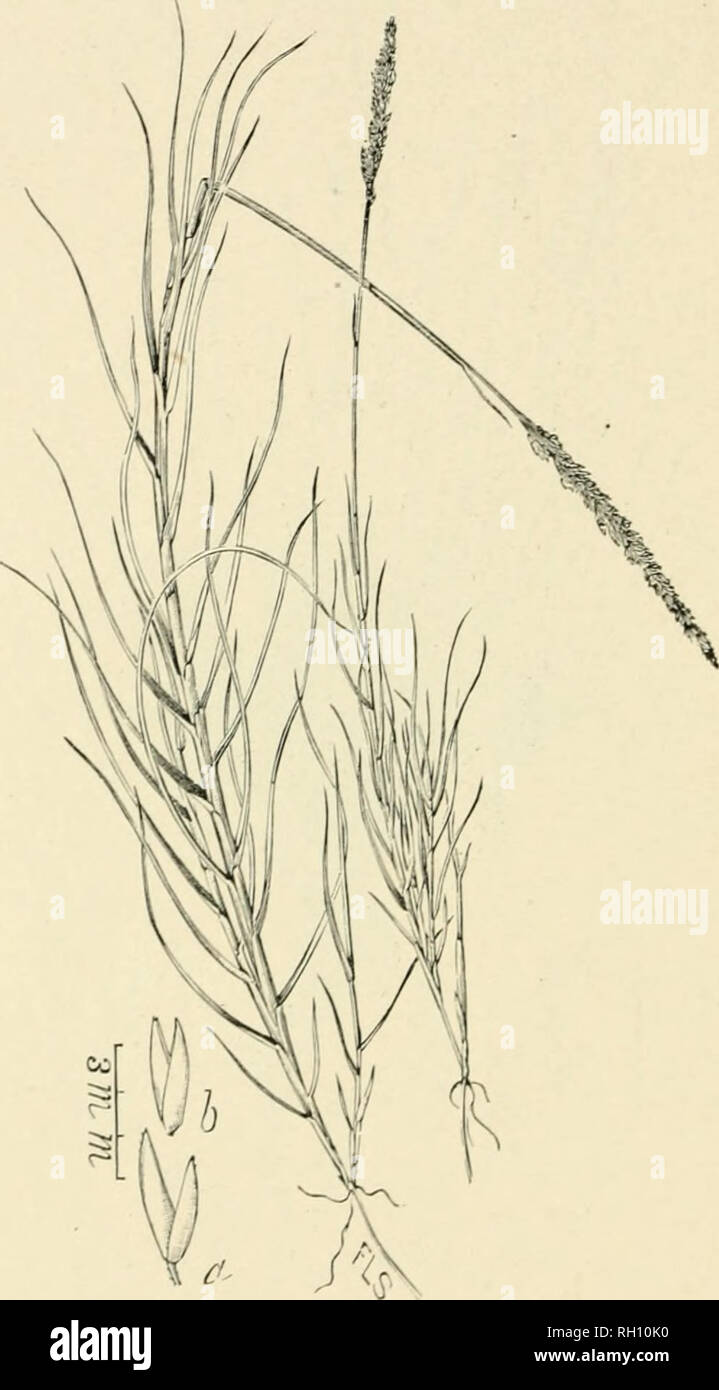 . Bulletin. Gramineae -- United States; Forage plants -- United States. 174. Fig. 470. Sporobolus virginicus Kunth, Revis. Gram. 1: til. 183:&quot;5. (Agro8tisrir(iinicaL&gt;um.) Seasidk Rush-grass.—Adecuin- bent, or ereft and more or less branching, b-afv ]&gt; to 6 dm. high, with bnig, creeping rootstocks and densely Ibiwered, spike-like panicles 3 to 6 cm. long. Spikelets 2 to 3 mm. long.— Sandy shores Virginia to Florida, westward to Texas. [Mcvico and West Indies.] August-September.. Please note that these images are extracted from scanned page images that may have been digitally enhanced Stock Photo