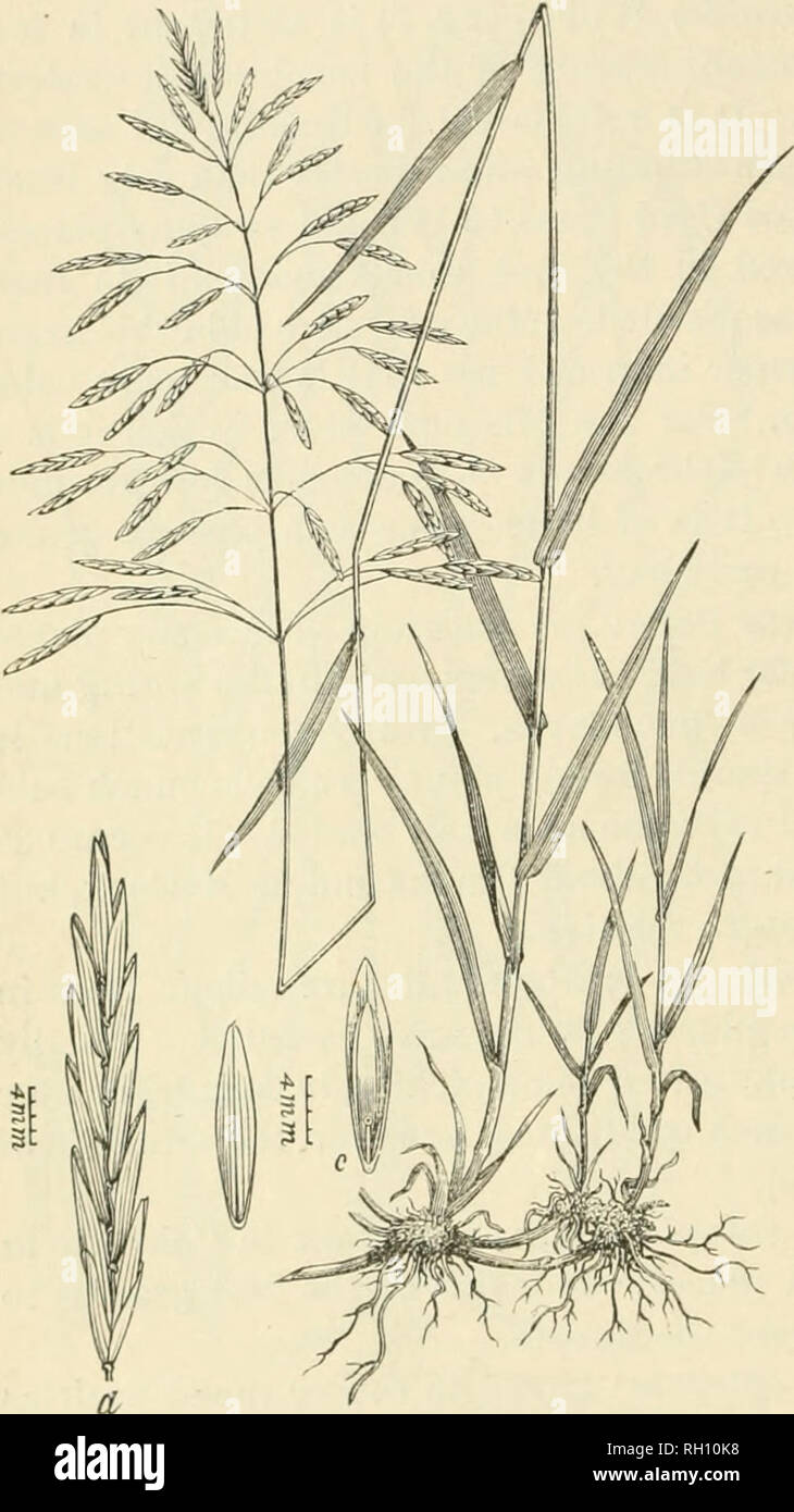 . Bulletin. Gramineae -- United States; Forage plants -- United States. 24 Republican Elver and ou tbe npland prairies. It is less objection- able on account of its &quot;spears'* tban Porcupine-grass and Needle- grass. The leaves are softer and retain their nutritious qualities longer. It is well adapted to this section of Nebraska. In Colo- rado it is abundant, not only at an elevation of 5,000 feet in the vicinity of Fort Collins, but near Colorado Springs and Golden it abounds up to an altitude of 8,000 feet. It is one of the most valuable forage plants of the foothills. Fowl Meadow-grass  Stock Photo