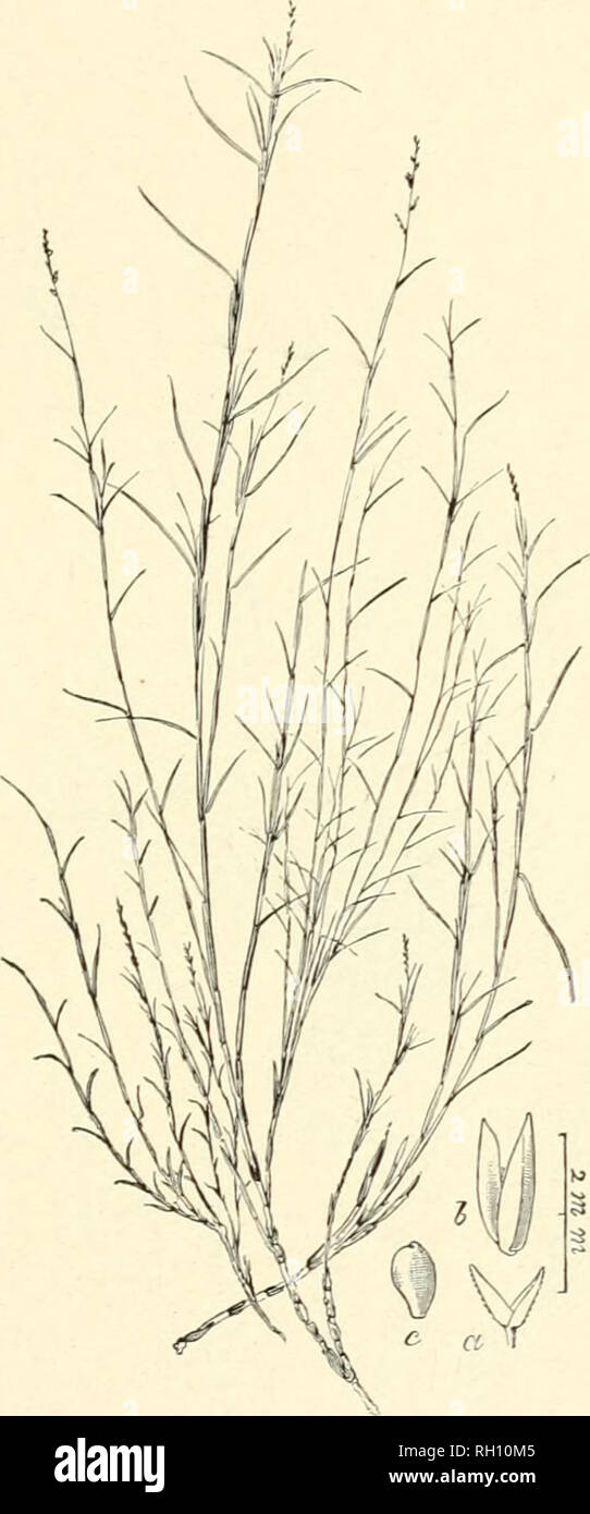 . Bulletin. Gramineae -- United States; Forage plants -- United States. 171. Fig. 467. Sporobolus utilis Torr. Pac. K. Ry. Eept. 5 : 36.5. 1853. Apare.jo Grass —A slender, vriry, much branched peren- nial, with short, spreading, or recurved, involute leaves and nar- row, simple, few-flowered panicles. Spikelets about 2.5 mm. long, with the empty glumes (a), about one-half the length of the obtuse flowering glume.—Swampy places, alongmountain streams, Avestern Texas to Nevada and southern California. [Mexico.] January-December.. Please note that these images are extracted from scanned page imag Stock Photo