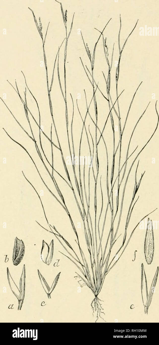 . Bulletin. Gramineae -- United States; Forage plants -- United States. 170. Fig. 466. Sporobolus vaginaeflorus (Torr.) Wood, Classltook of Bot. 775. 1861. {nifa nujhia'jlora, Torr. 1834.) Southern I'ovKRTY-GRASs.—A slender, ca-spitose anuiial, 1.5 to 4 dm. high, with very narrow, short leaves and simple, few-flowered, terminal and axillary, spike-like panicles wliicli an&gt; abont 2 cm. long and mostly inclosed in the somewhat inllated leaf-sheaths. Spikelets 2 to 4 mm. long.—Dry flelds and waste places, Vermont to South Dakota and Wyoming, southAvard to Georgia and Texas. August, September,. Stock Photo