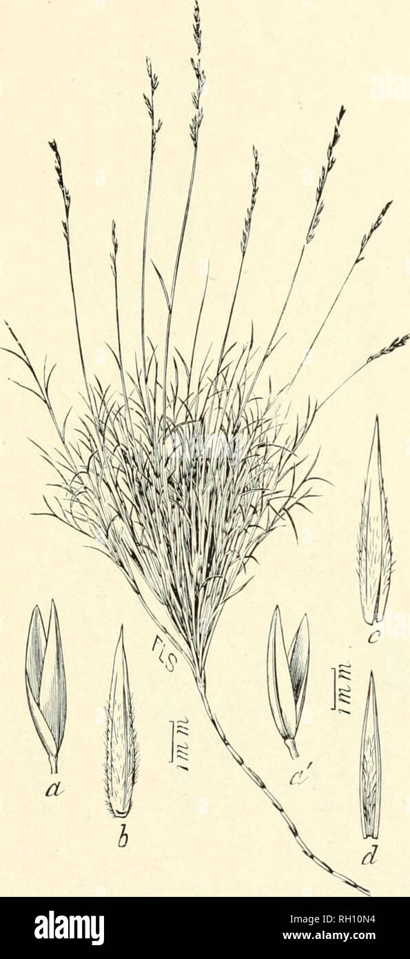 . Bulletin. Gramineae -- United States; Forage plants -- United States. 169. Fig. 465. Sporobolus thurberi Scribn. U. S. Dept. Ayr. Div. Agros. Bull 11: 48. fig. 5. 1898. Thurber&quot;s Rush-grass.—A slender, very much brauclied and leafy pereunial 1.5 to 2.5 dm. high, from creeping rootstocks, with contracted, linear, long- exserted panicles 3 to 5 cm. long. Spikelets straw-colored, 4 to 5 mm. long. Flowering glume (/&gt;, c), are pilose for half their length.—Xew Mexico( t). Please note that these images are extracted from scanned page images that may have been digitally enhanced for readabi Stock Photo