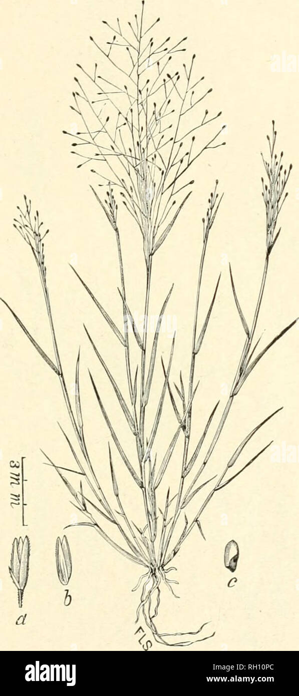 . Bulletin. Gramineae -- United States; Forage plants -- United States. 167. Fig. 463. Sporobolus texanus Vasey, Contrib. Nat. Herb. 1: 57. 1890. Texan Drop-sekd.—A rntlier slender, rigid perennial about .3 dm. high, with stiff, flat leaves 4 to 6 cm. long, and open, capillary panicles 10 to 16 cm. long. Spikelets (a) about 2 mm. long on capillary pedicels, with unequal empty glumes, the first about oue-half as long as thespikelet.—.Salt marshes, etc.. Kansas to Texas. July, August. Closely allied to Sporohulus asperifoUus.. Please note that these images are extracted from scanned page images  Stock Photo