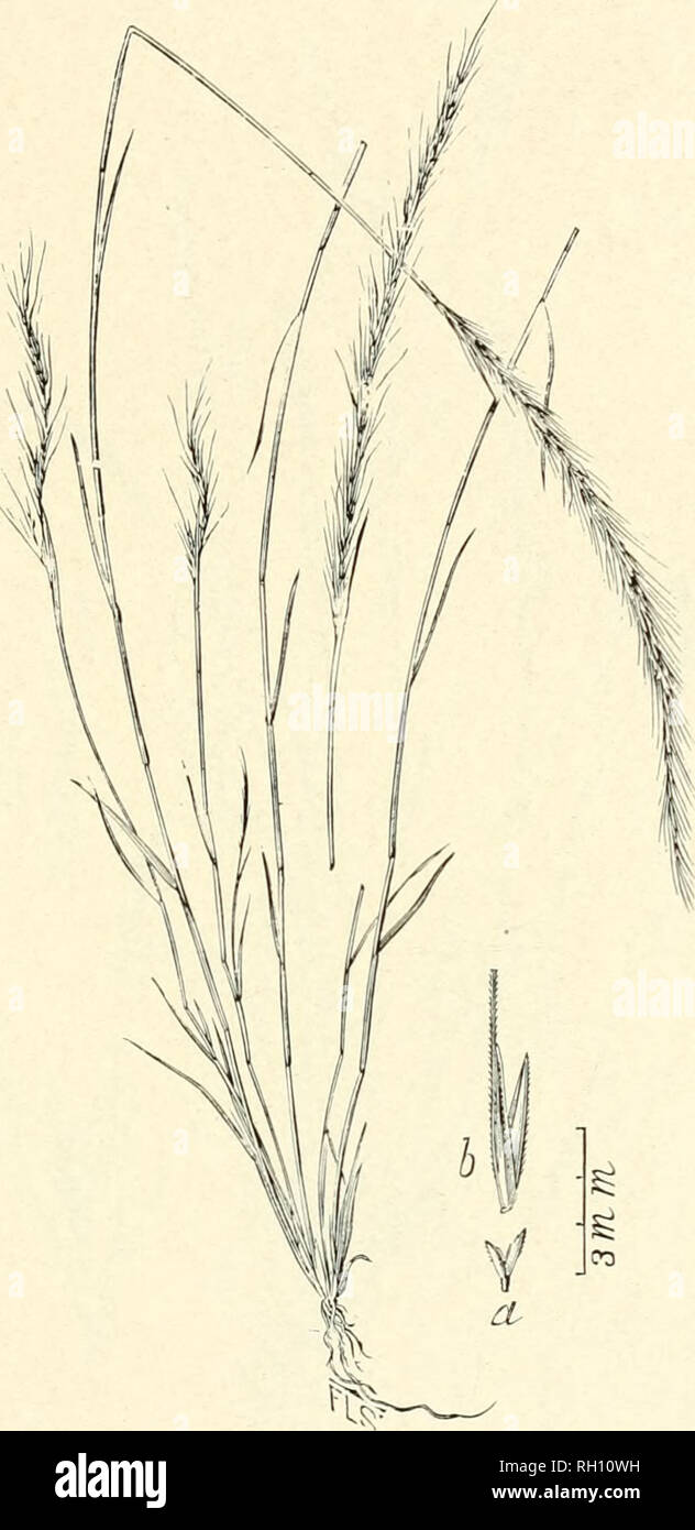 . Bulletin. Gramineae -- United States; Forage plants -- United States. ir)3. Fig. 449. Muhlenbergia parviglumis Yasey, Contrib. Nat. Herb. 3 : 71. 1892. SMALL-(iLrMEDDKOr-sKKD.—A slender, ereftperon- uial 3 to 6 dm. liigh, ofteu branching, with rather rigid, narrow leaves and narrow panicles 8 to 14 cm. long. Spikelets about 3 mm. long, wilh minute, nearly equal and obtuse empty glumes (a), one- fourth ti) one-fifth as long as the narrow, sharply two-toothed flowering glume, which bears a slender awn between the teeth 12 to 20 mm. long.—Texas. September, October.. Please note that these image Stock Photo