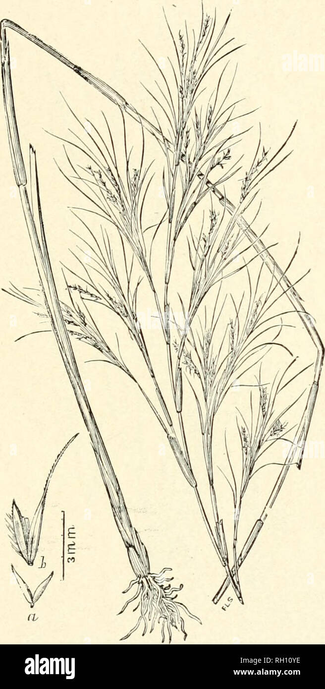 . Bulletin. Gramineae -- United States; Forage plants -- United States. 149. Fig. 445. Muhlenbergia dumosa Sciibn. in N'asey, Contrih. Nat. Herb. 3:71. 1892. (Sjyorobolns depauperatiis (?) Scribii. iu Bull. Torr. Bot. Club. 9: 103. 1882.) Shrubby Droi'-skkd.—A stout, woody, much-branched and leafy perennial, with erer-t or ascending culms 6 to i) or 12 dm. long, and slender, simple panicles 1 to .3 cm. long. Spikelets about 3 mm. long with short awned dowering glumes.—Rocky canyons and along streams iu the mountains of Arizona. [Mexico]. May, Juue.. Please note that these images are extracted  Stock Photo