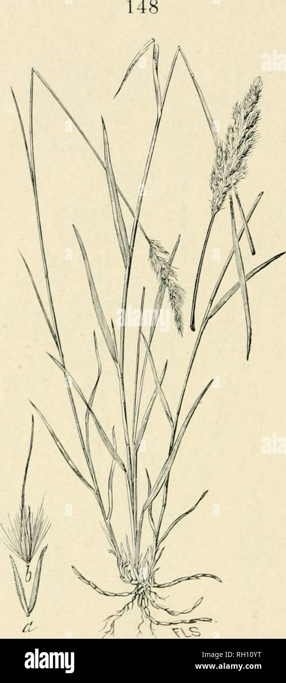 . Bulletin. Gramineae -- United States; Forage plants -- United States. Ful. 111. Muhlenbergia comata (Thurb.) IJeutli.; .lour. Liiiii. Soc. 19 : 83. 1X81. (f'ancya comata Thurb. Proc. Acad. Nat. Sci. I'hila, 18f)3. 7!». Woolly Duor-SEKD.—A rather stout or slender, upright i)erennial, 3 to t) dm. liigh, with llut leaves and densely Howered, more or less lobed, or interrupted panicles, (5 to 8 cm. long. 8i)ikel('ts about 3 niui. long, with densely silk -hairy flower- ing glumes {b).—Rather moist, broken ground, in mountains and foothills, Nebraska to Oregon, south to Colorado and California. J Stock Photo