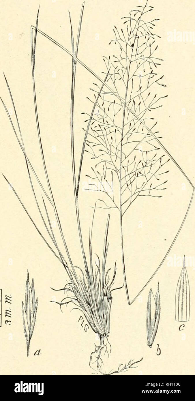 . Bulletin. Gramineae -- United States; Forage plants -- United States. 147. Fig. 443. Muhlenbergia trichopodes (Ell.) Chapm. Fl. S. U. S. 553. 1860. {Agrosiis trichopodes Ell.) Bunch Haiu-grass.—A slender, rather rigid perenuial, 6 to 9 dm. Mgh, with veiy narrow, involute leaves and capillary panicles nearly 30 cm. long. Spike- lets (a) with nearly e(£ual empty glumes which are hardly more than half the length of flowering glume {c), which is terminated by a sliort, straight awn.—Dry piue barrens, North Carolina to Florida and westward to Texas. July-October.. Please note that these images ar Stock Photo