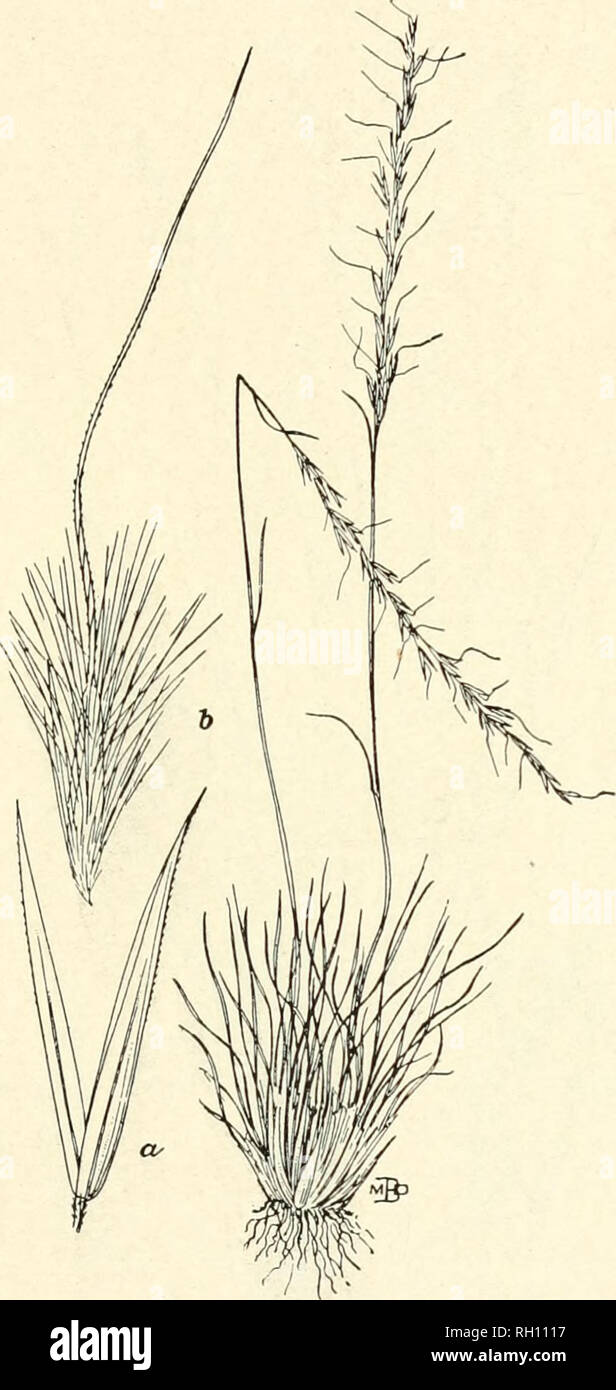 . Bulletin. Gramineae -- United States; Forage plants -- United States. 145. Fig. 441. Oryzopsis webberi (Thuib.) Vasey, Bull. Torr. Bot. Club, 15 : 49. 1888. {Eriocoma wehheri Tliurb. in Brewer &amp;. S. Wats. Bot. Calif. 2: 283. 1880).—A slender, wiry, and densely tufted perennial 1 to 2 dm. high, with rigid, pungent-pointed, convolute leaves, and narrow, few-llowered panicles. 2 to 5 cm. long. Spikelets about 8 mm. long with acuminate empty glumes, and awned flowering glumea which are densely clothed with white, silky hairs. Awn very slender, aboitt 4 mm. long.—California. 19819—No. 17 10.  Stock Photo
