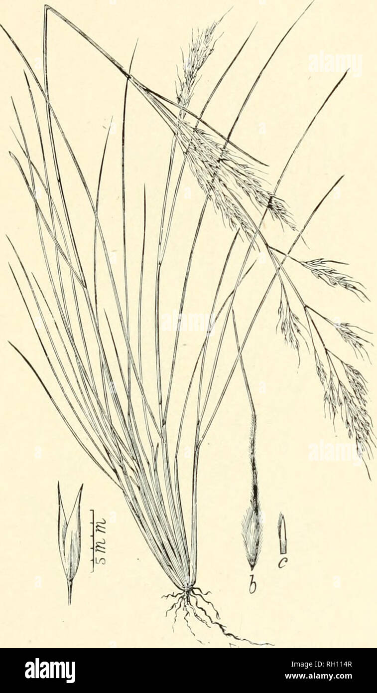 . Bulletin. Gramineae -- United States; Forage plants -- United States. 137. Fig. 433. Stipa bloomeri Boland. Proc. Calif. Acad. Sci. 4 : 168. 1870. (6. si&amp;imaThurb., not Lam.) Bloomer's Stipa.—A slender, densely ciespitose perennial 3 to 9 dm. high, with long, narrow or involute leaves and more or less open panicles 12 to 24 cm. long. Spikelets 8 mm. long, empty glnmes (a) acute, one- fourth longer than the hairy flowering glume {h). Awn 12 to 18 mm. long.—California and Montana.. Please note that these images are extracted from scanned page images that may have been digitally enhanced fo Stock Photo