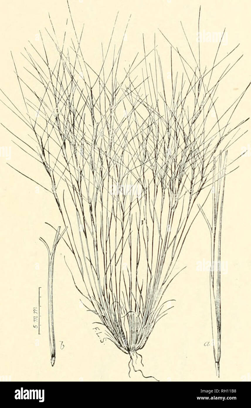 . Bulletin. Gramineae -- United States; Forage plants -- United States. 123. Fig. 419. Aristida fasciculata Tuir. Auu. Lye. N. Y. 2 : 154. 1826. Dog-town Grass.—A slender or sometimes rather stout, densely ca'spitose, wiry perennial 2 to 4 dm. high, with narrow, rather rigid, involute leaves, and contracted, few-flowered pan- icles 5 to 12 cm. long. Spikeleta usually purplish, with very unequal empty glumes, the first about one-half the length of the second, which is 14 to 24 mm. long; the flowering glume usually about 12 mm. long, terminated by three divergent, nearly equal awns varying in le Stock Photo