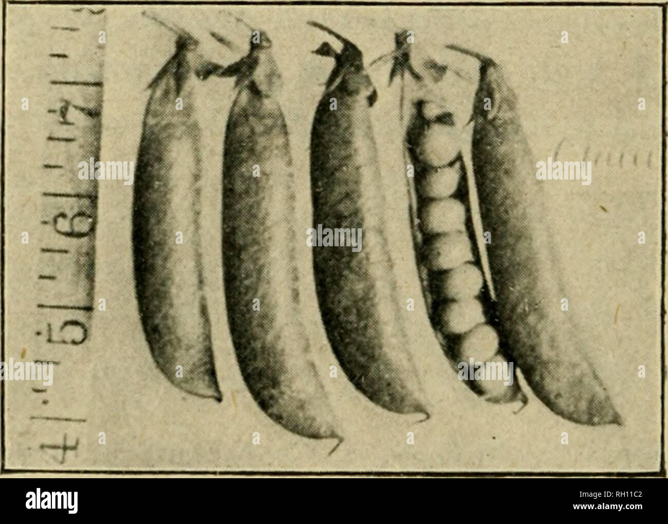 Bulletin Agriculture New Hampshire Fig 13 The Gradus Pea Claudlt A New Ear Ly Wrinkled Pea Ripen Ing With The Early Flint Varieties Vines 2j Ft Pods 3 To 3 In Long Want to be notified of new releases in jmrenouard/claudit? alamy