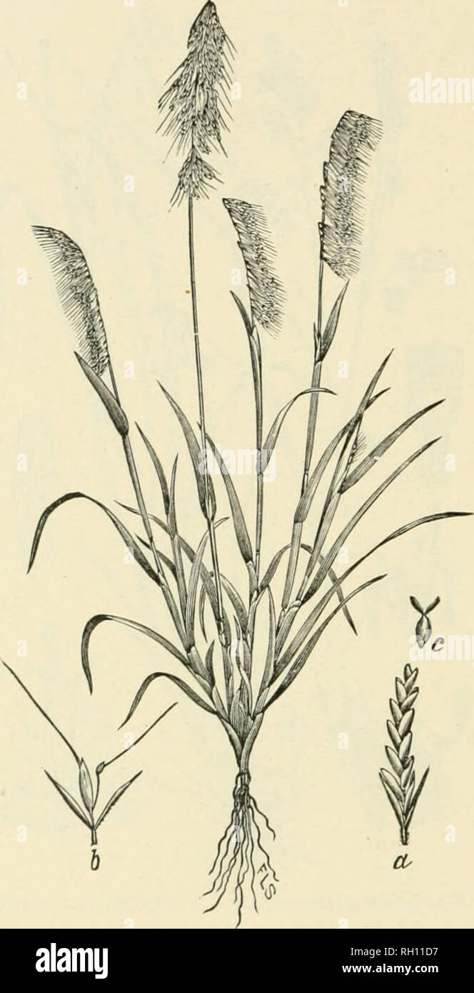 . Bulletin. Gramineae -- United States; Forage plants -- United States. 288. Fig. 270. Lamarckia aurea fL.) Moench. Golden-top.—A caespitose, branching annual 1 to 3 dm. liijj;h, with elegant one- sideil i&gt;aiiicles 5 to 8 cm. long.—lutrodnccil into southern and Lower Calil'ornia. [Southern Europe, northern Africa, and Aus- tralia.] March-May.. Please note that these images are extracted from scanned page images that may have been digitally enhanced for readability - coloration and appearance of these illustrations may not perfectly resemble the original work.. United States. Division of Agr Stock Photo