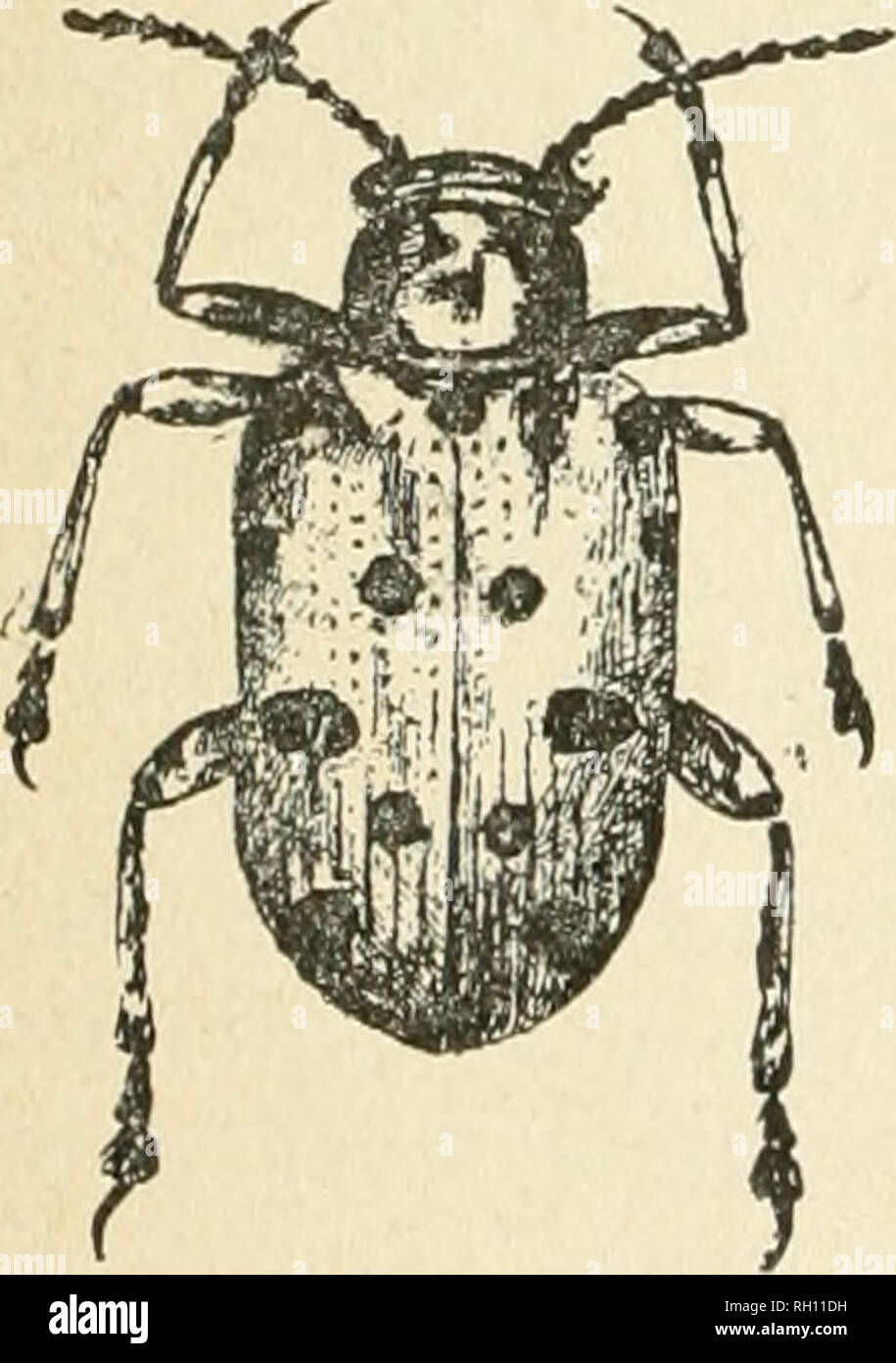 Cream emerge hi-res stock photography and images - Alamy