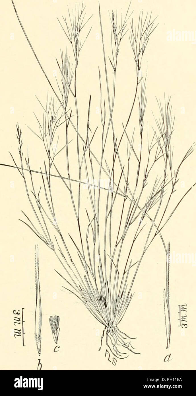 . Bulletin. Gramineae -- United States; Forage plants -- United States. 117. Fig. 413. Aristida californica Tliuib. iu Brewer &amp; S. Wats. Bot. Calif. 2:289. 1880.—Hare's Grass.—A slender, densely tufted, pubescent perennial, with very narrow involute leaves and race- mose, few-llowered panicles 2 to 4 cm. long. Outer glumes unequal; flowering glume shorter than the first glume. Awns slender, nearly equal, 3 to 4 cm. long, twisted below into a slender stipe, which is articulated with the flowering glume.—Dry, desert places, Arizona to southern and Lower California. May.. Please note that the Stock Photo