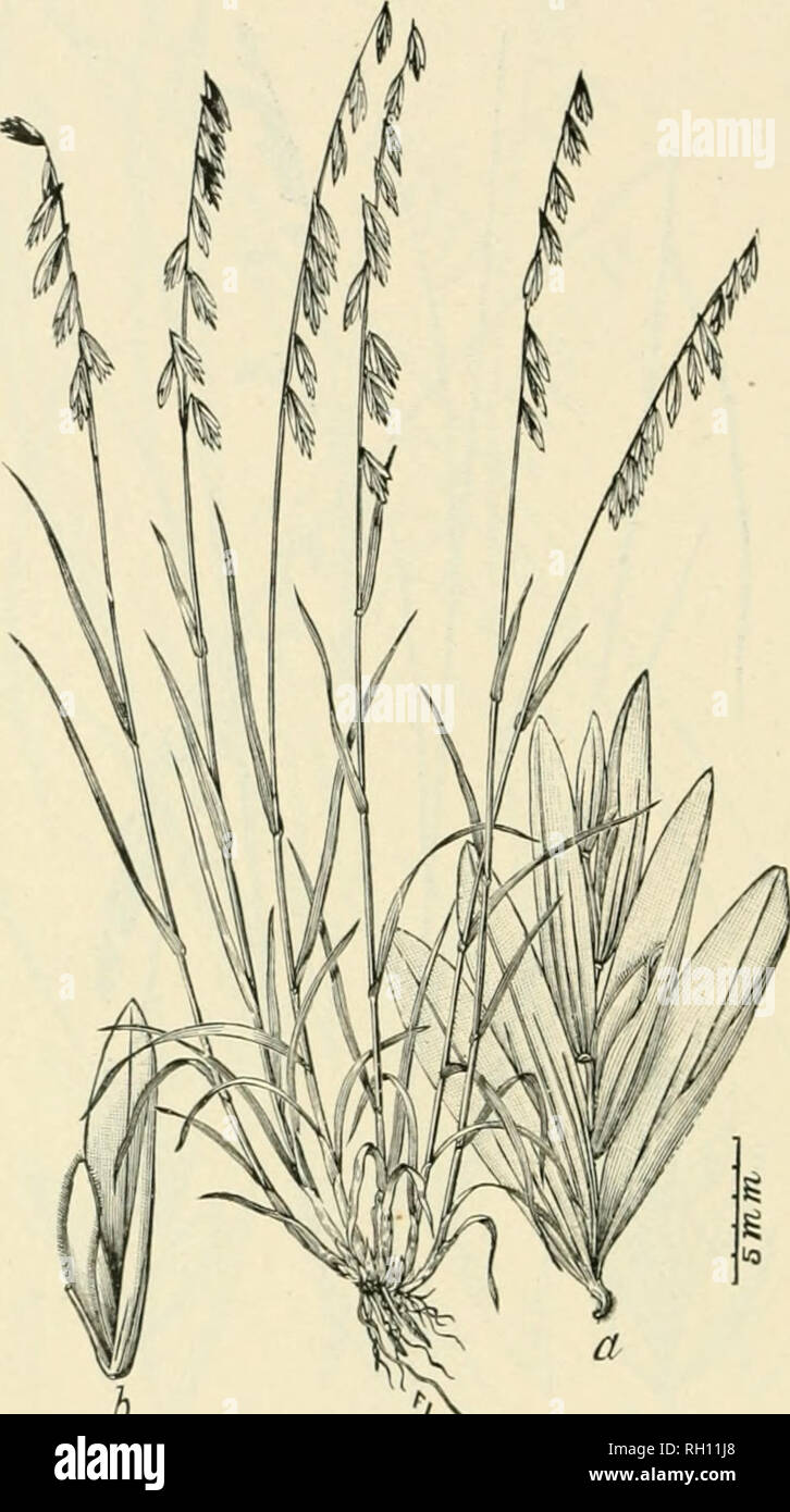 . Bulletin. Gramineae -- United States; Forage plants -- United States. 278. Fig. 2fi0. Melica stricta Roland. Real, Orasses N. Am., 2: 503. Large-flow KUEi&gt; Mki.ica.—A densely ca'spitosc perennial 2 to fi dm. high from a bulhons base, with flat, more or less pubescent leaves, and simple, one-sided panicles 10 to I'j cm. long, bearing ten to twenty spikelets.—Dry ridges among rocks (alt. 1,850 to 2,700 m.;, Nevada, California, and Oregon. .June-August.. Please note that these images are extracted from scanned page images that may have been digitally enhanced for readability - coloration and Stock Photo