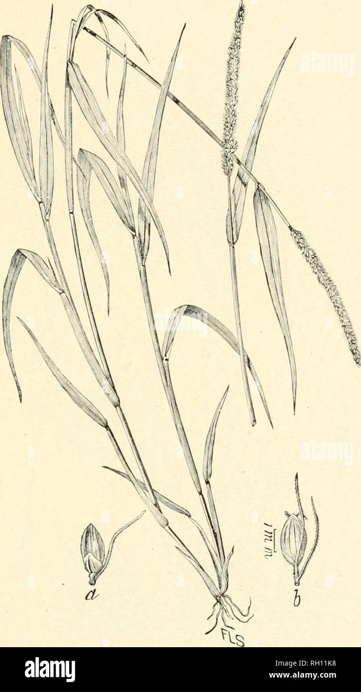. Bulletin. Gramineae -- United States; Forage plants -- United States. 107. Fig. 403. Chaetochloa verticillata (Linu.-) Scribn. U. S. Dept. AgT., Div. AgTos., Bull. 4 : 39. 1897. (raiiicum rerticiUaium Linu.; Setaria rerticillnta I'.eauv.) Bristly Foxtail.—A leafy, upright annual 3 to 6 dm. Ligb, much branclied near the base, with rather slender, spike-like panicles 2 to 6 cm. long. Bristles as long as or a little exceeding the spikelets, downwardly barbed.—Fields and waste places, New England to Virginia and Kentucky, westward to South Dakota and Nebraska. Naturalized from Europe. June- Sept Stock Photo