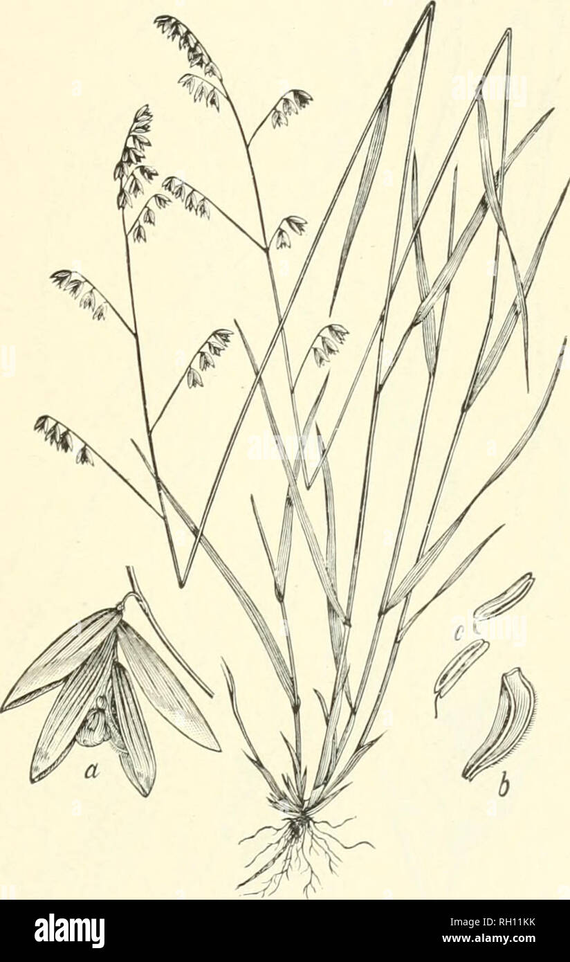 . Bulletin. Gramineae -- United States; Forage plants -- United States. 275. Fig. 257. Melica mutica Walt. (Af. (jlahra Mx.).—A slender, loosely c;i'Si:)itose, wiry grass 6 to 9 dm. high, with tlat leaves and simple or racemose panicles of rather large, nodding, two- to three- flowered spikelets.—Dry, rocky, open woods and thickets, Penn- sylvania to Florida and westward to Wisconsin and Texas. March-May.. Please note that these images are extracted from scanned page images that may have been digitally enhanced for readability - coloration and appearance of these illustrations may not perfectl Stock Photo
