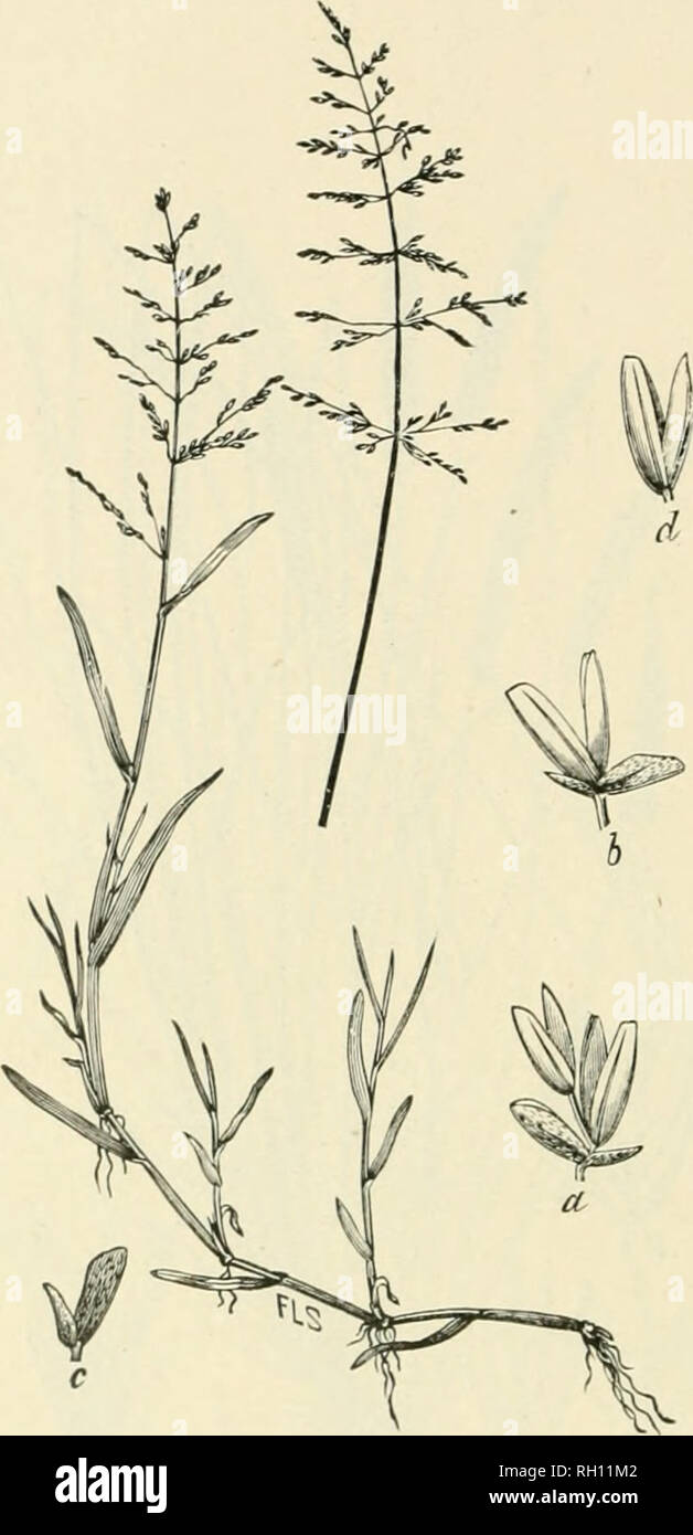 . Bulletin. Gramineae -- United States; Forage plants -- United States. 274. Fig. 256. Catabrosa aquatica (L.) Beauv.; Hritton and Brown, 111. FL, 1: 194. Watku Whoul-ghass.—A smooth, soft perennial, with creeping or ascending culms 2 to 6 dm. long, flat leaves and open panicles 5 to 20 cm. long, the spreading brandies in whorls.—In swales and along brooks, often in shallow water, Newfoundland and Labrador, to Quebec and Alaska, south to Ne- braska, Colorado, and Utah. [Europe and Asia.] June-Augu.st.. Please note that these images are extracted from scanned page images that may have been digi Stock Photo