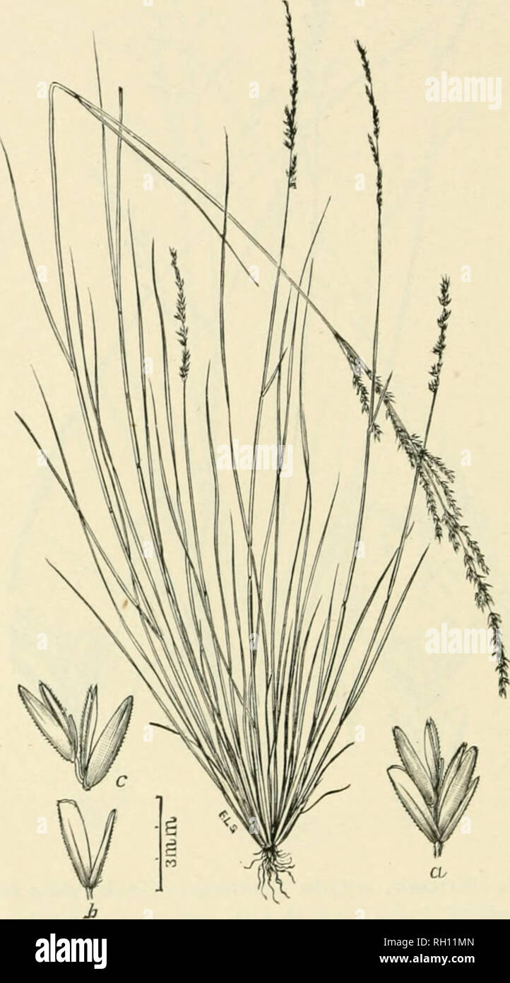 . Bulletin. Gramineae -- United States; Forage plants -- United States. 272. Fig. 251. Eatonia filiformis (Chapm.) Yasey; Real, fJiasses, N. Am., 2 : lUl.—AiKTcct, liil'tcd perennial;] to G dm. high, with very hing upper internodes aud loug, involute, radital leaves.—Dry, sandy soil. South Carolina, Florida and Texa,s, north to western Tennessee. March, April.. Please note that these images are extracted from scanned page images that may have been digitally enhanced for readability - coloration and appearance of these illustrations may not perfectly resemble the original work.. United States.  Stock Photo