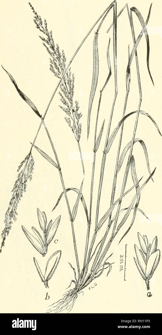 . Bulletin. Gramineae -- United States; Forage plants -- United States. 269. Fig. 251. Eatonia pennsylvanica (DC.) A. Gray. Eaton's- GRASS.—A slender, pale-greeu perennial, with flat leaf blades and narrow terminal panicles.—Wet meadrnvs, low woods, and thick- ets, Newfoundland and Maine to British Columbia and Washing- ton, south to Georgia, Mississippi, Texas, and Arizona. April- August.. Please note that these images are extracted from scanned page images that may have been digitally enhanced for readability - coloration and appearance of these illustrations may not perfectly resemble the o Stock Photo