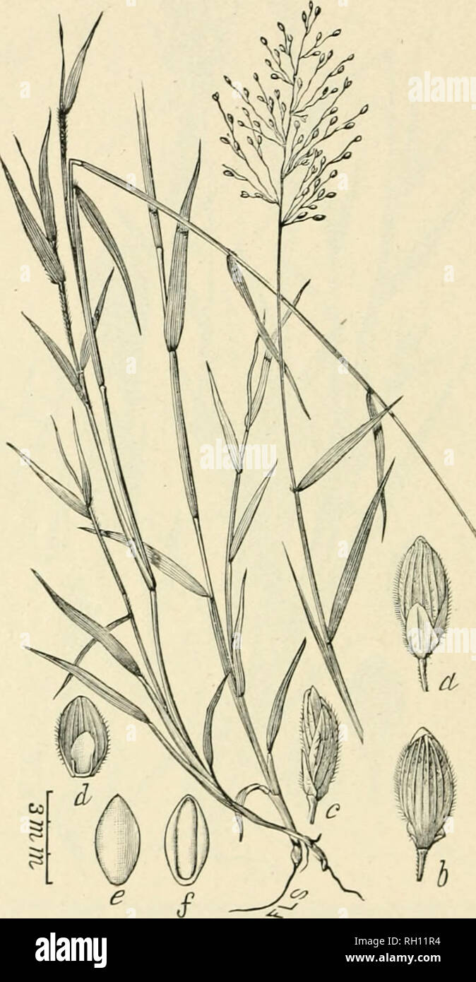 . Bulletin. Gramineae -- United States; Forage plants -- United States. 98. Fig. 394. Panicum pauciflorum Kll. Sk. Bot. S. Car. i^ Oa. 1: 120.—A compuratively stout, usually tTcct, and fmally branch- ing perennial 3 to 5 dm. liigli, with hairy sheaths, narrow leaves, and small, few-llowered pan ides. Leaves smooth above, roughened beneath. .Spikelets (a, h, c) oval or oblong, 1 mm. long, the second and third glumes jiubrscent. Loose or more or less sandy and usually damji soils.—Georgia and .South ( aroliu.i. May-October.. Please note that these images are extracted from scanned page images th Stock Photo
