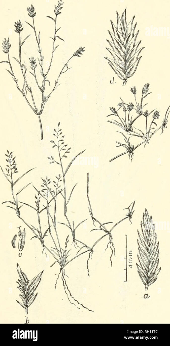 . Bulletin. Gramineae -- United States; Forage plants -- United States. 263. Fig. 245. Eragrostis hypnoides (Lam.) B. S. P. {Poa hypnoides Lara.; E. reptans'Sees).—A prostrate, much-branched, and exten- sively creeping annual, with ascending, flowering branches 7.5 to 15 cm. high, spreading leaf blades, narrow and lax or very dense panicles and long, linear-lanceolate, strongly compressed spike- lets.—In ditches and sandy banks of streams, Vermont and Ontario to Florida, Texas, California, and Washington. [Mexico, West Indies, and South America.] March-October.. Please note that these images a Stock Photo