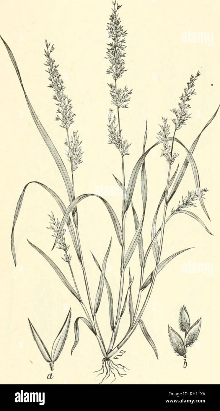 . Bulletin. Gramineae -- United States; Forage plants -- United States. 257. Fig. 239. Dissanthelium californicum (Xutt.) Benth.; Beal. Grasses N. Am., 2 : 473 (Stenochlua californica Nutt.).—A slender, glabrous, branching annual 1 to 3 dm. high, with short, narrow leaves and contracted, spike-like panicles 4 to 8 cm. long.—Santa Catalina Island, southern California, and Guadaloupe Islands, Lower California. September. 18337—No. 7 17. Please note that these images are extracted from scanned page images that may have been digitally enhanced for readability - coloration and appearance of these i Stock Photo